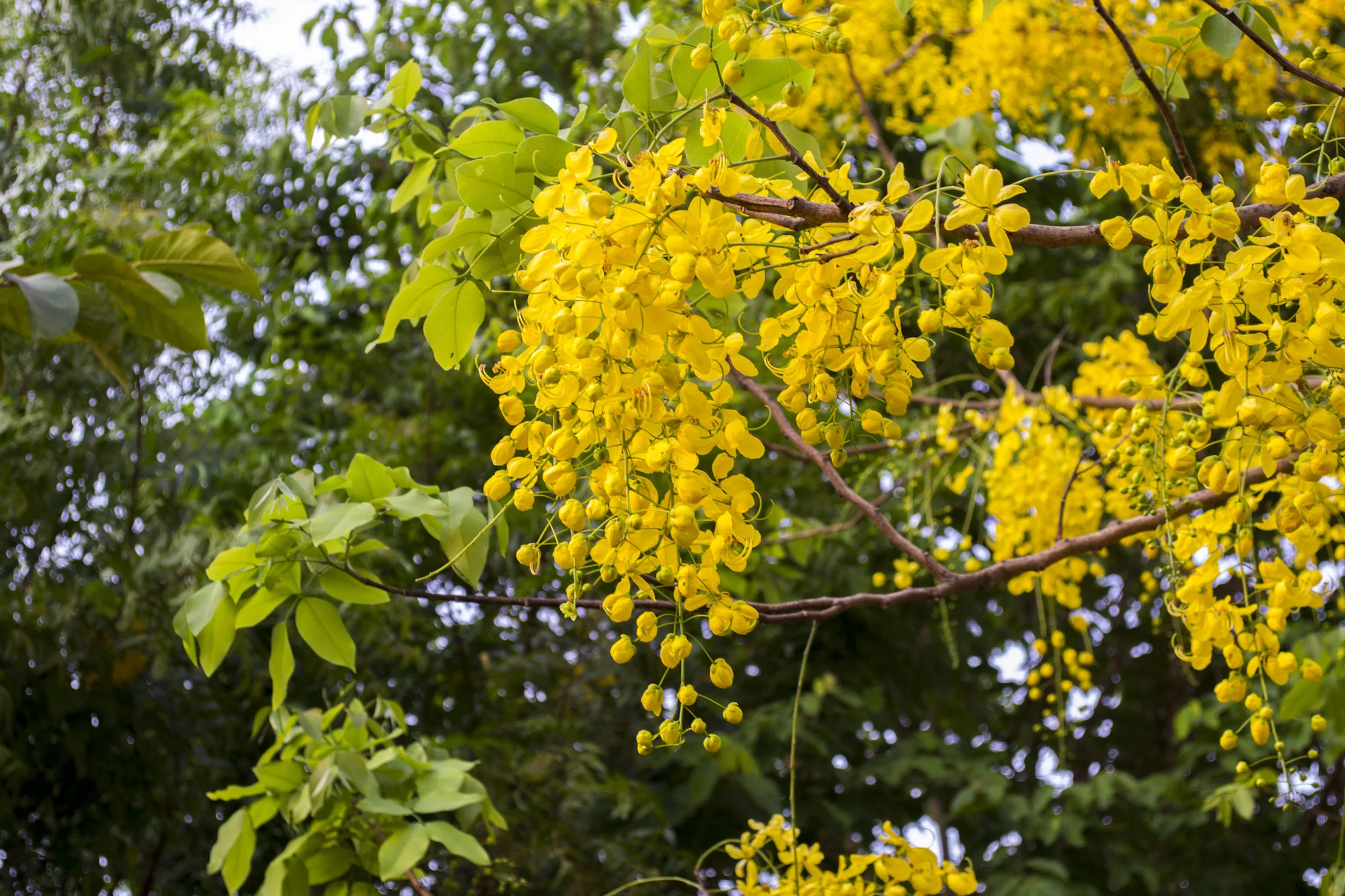 SEEDS= = =Yellow Shower Tree-10 Seeds- Tropical Plant Seed Pack-   Brilliant Yellow Flowers - Container Gardening -Cassia fistula= = =Serendipity Seeds