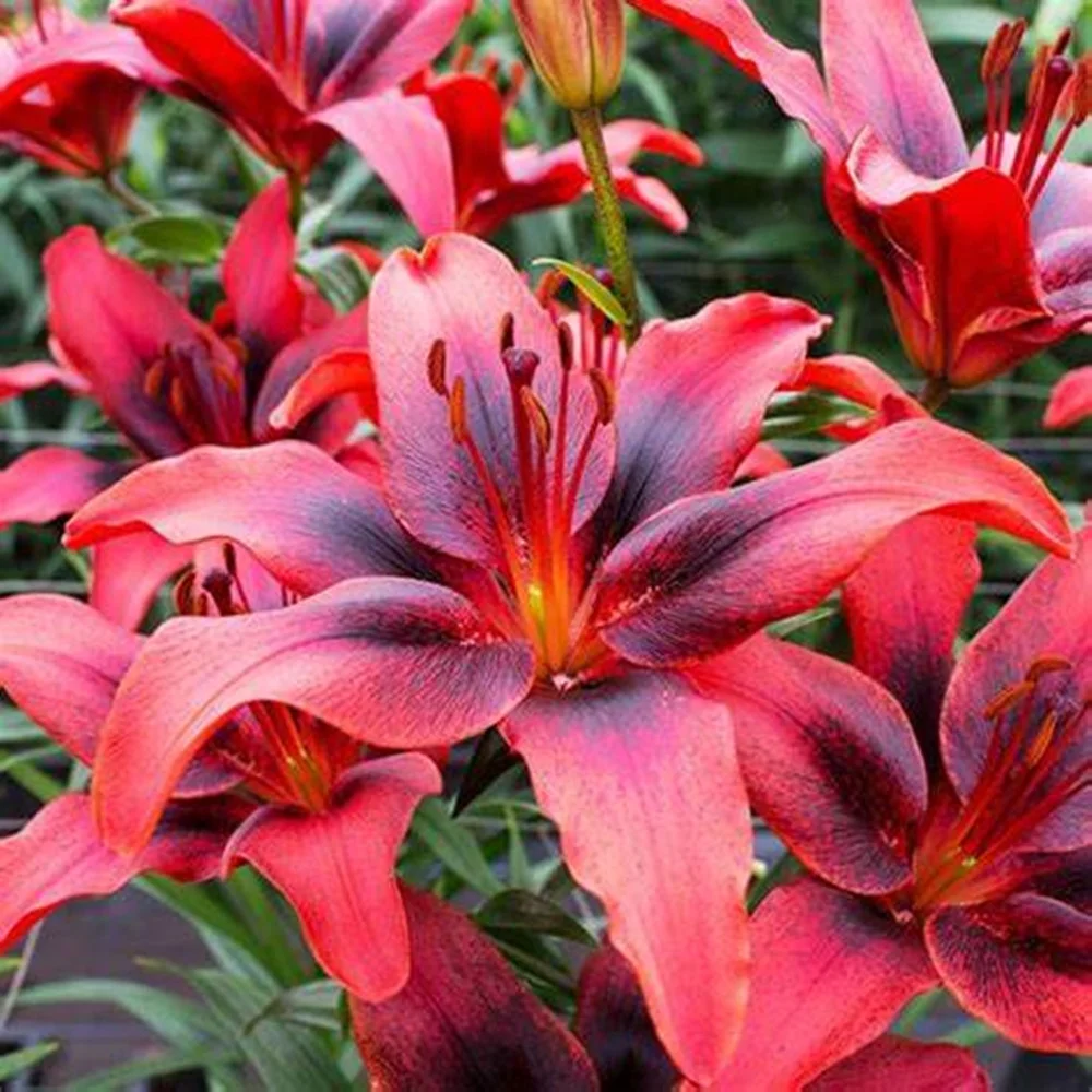 Lily Bulbs for Planting, Fresh Dug and Ready to Plant, Mixed Color - Lilium Flower Bulbs