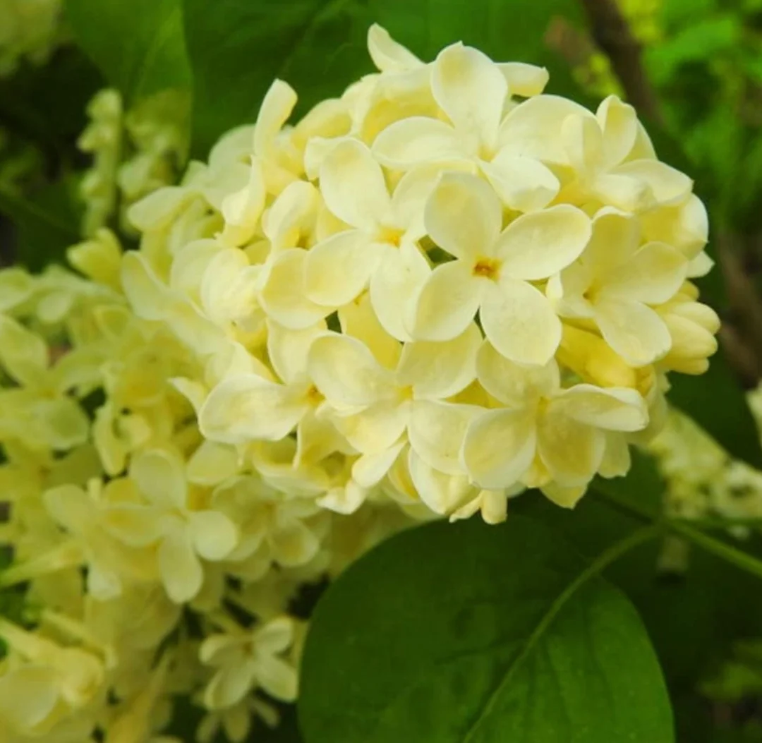 50 Yellow Lilac Seeds Extremely Fragrant Japanese Tree Lilac Shrub Syringa Vulgaris