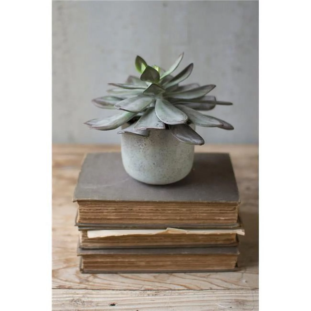 Kalalou CYF1177 4.5 x 7 in. Succulent with Cement Pot - Case of 4