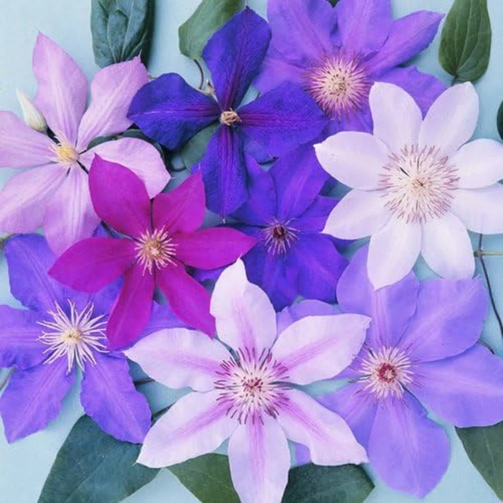 Clematis Bulbs For Planting,Clematis Flowers,Clematis Plants,Clematis Root Pot Plants Outdoor,Clematis Vine Plants Live Shade,Pretty,Clematis Bulbs For Sale.