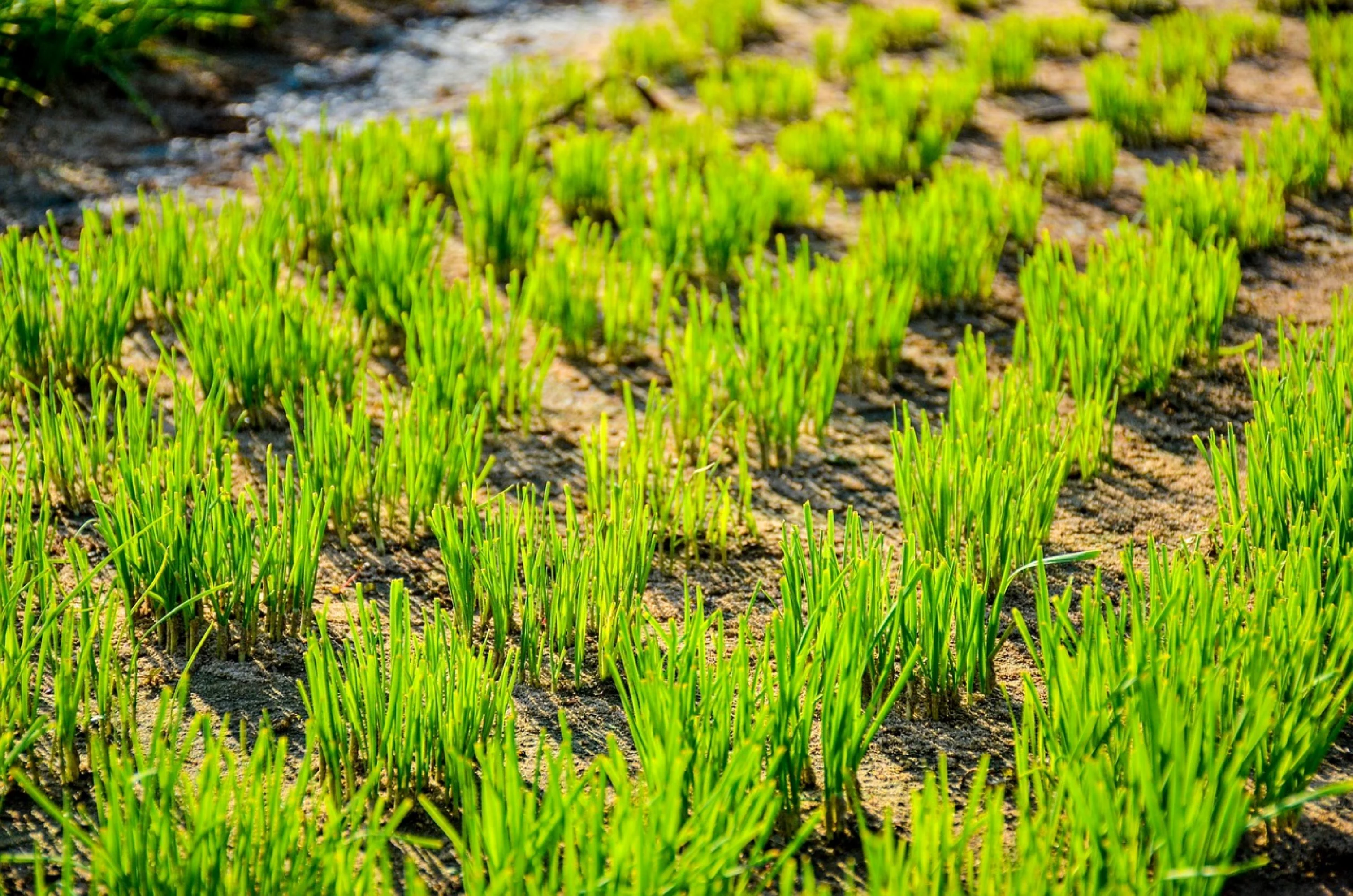 Evergreen White Bunching Scallion/Perennial/Full Sun/7K Seeds 1 oz/ Zellajake Farm and Garden - B176