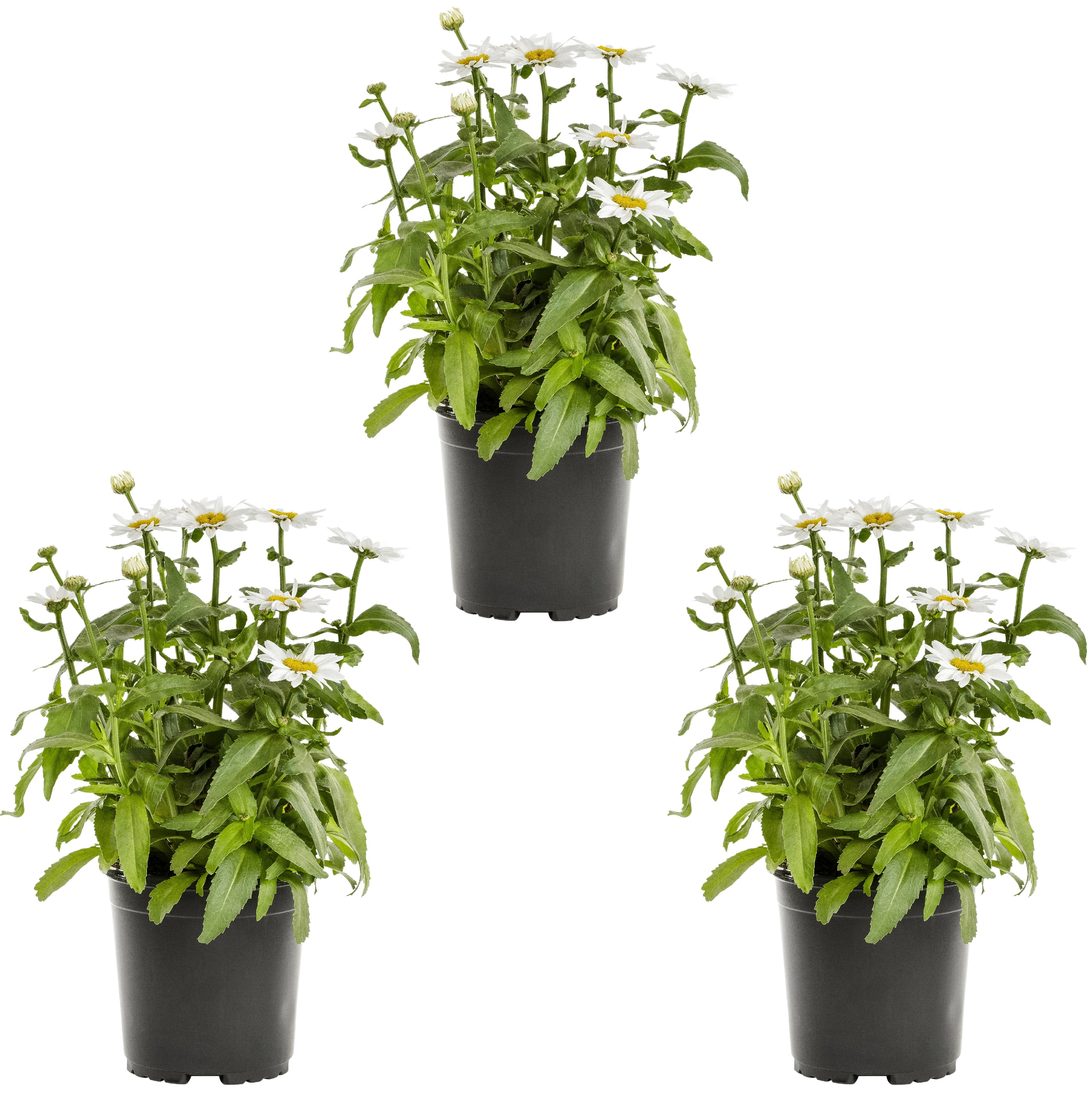 Expert Gardener 2.5QT White Leucanthemum Shasta Daisy Live Perennial Full Sun (3 Pack)