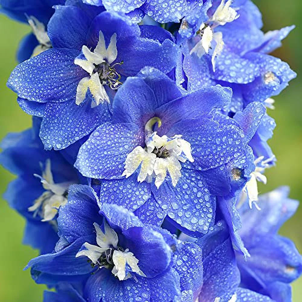 500Pcs Rocket Larkspur Light Blue Seeds Consolida Ajacis Cut Flowers Gift Non-GMO & Heirloom Beautiful Flower to Plant in Your Home Garden by YEGAOL Garden
