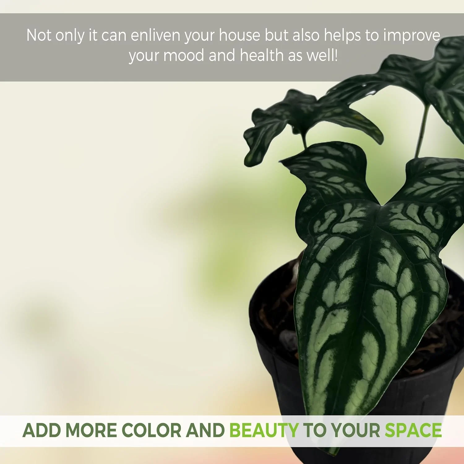 Cercestis Mirabili by LEAL PLANTS ECUADOR | African Embossed Plant | Natural Décor Plant