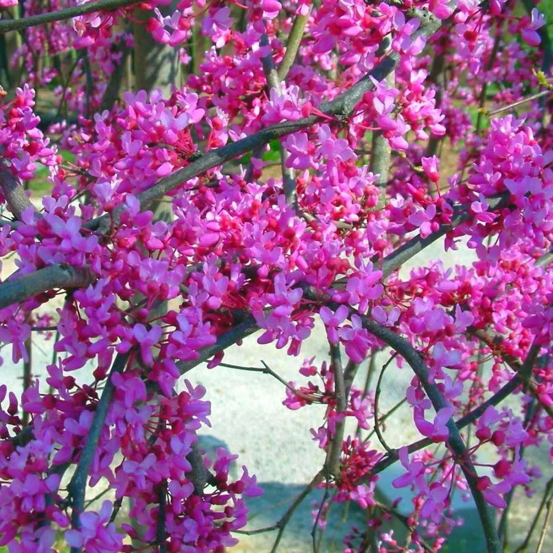 Cercis Canadensis, Eastern Redbud Cold Hardy Flowering Tree 25/50/75 Seeds T81, 75