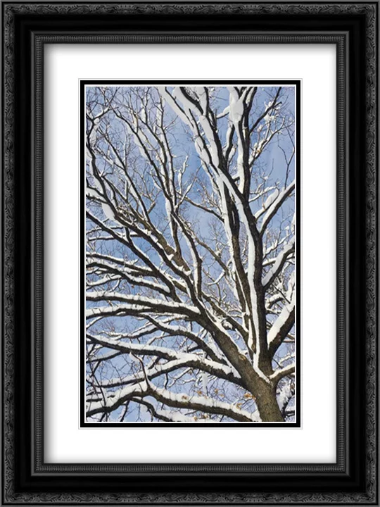 English Oak tree in snow, Bavaria, Germany 2x Matted 18x24 Black Ornate Framed Art Print by Wothe, Konrad