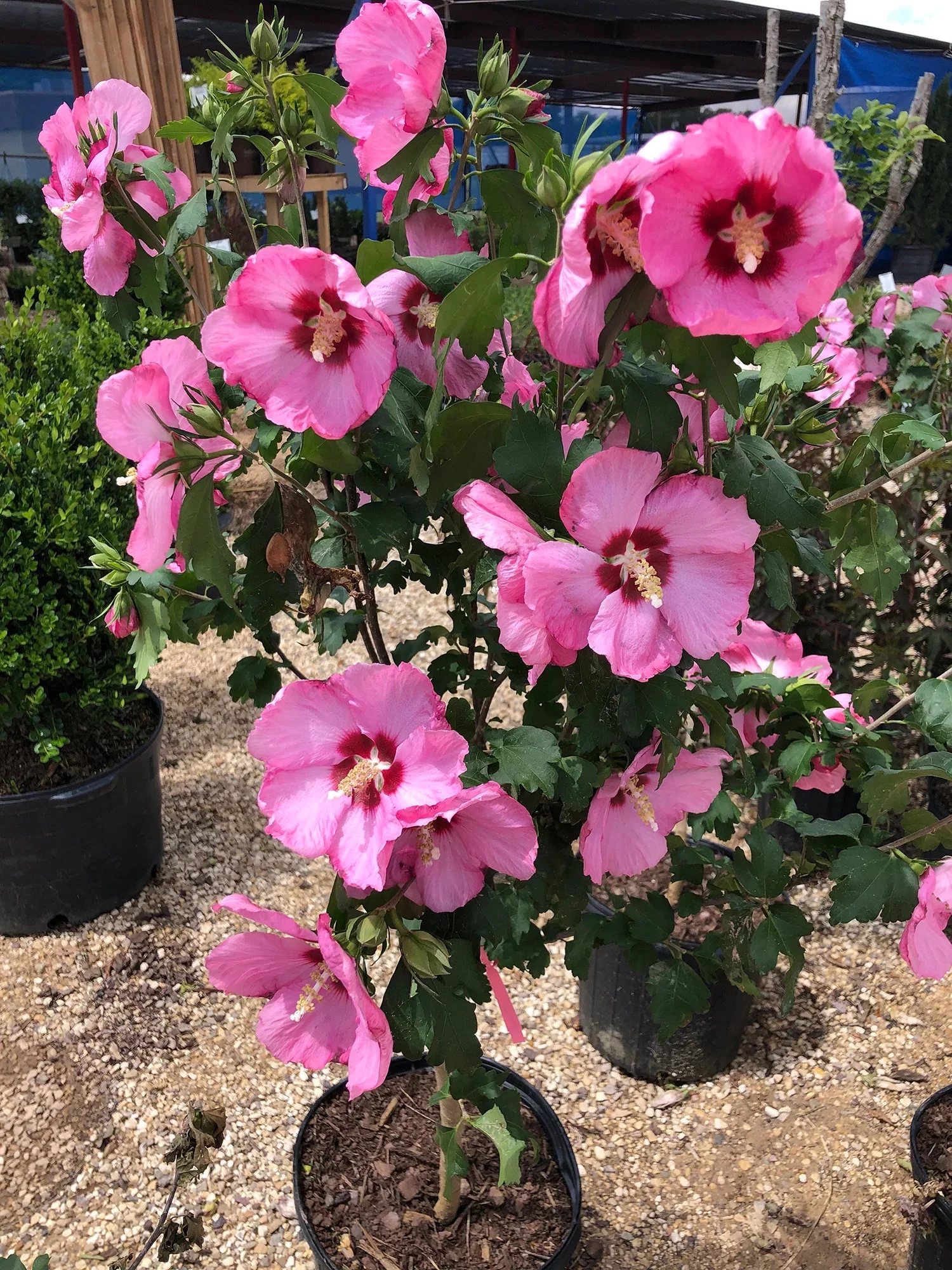Rose of Sharon - Shrub Althea - Hibiscus 'Pink'
