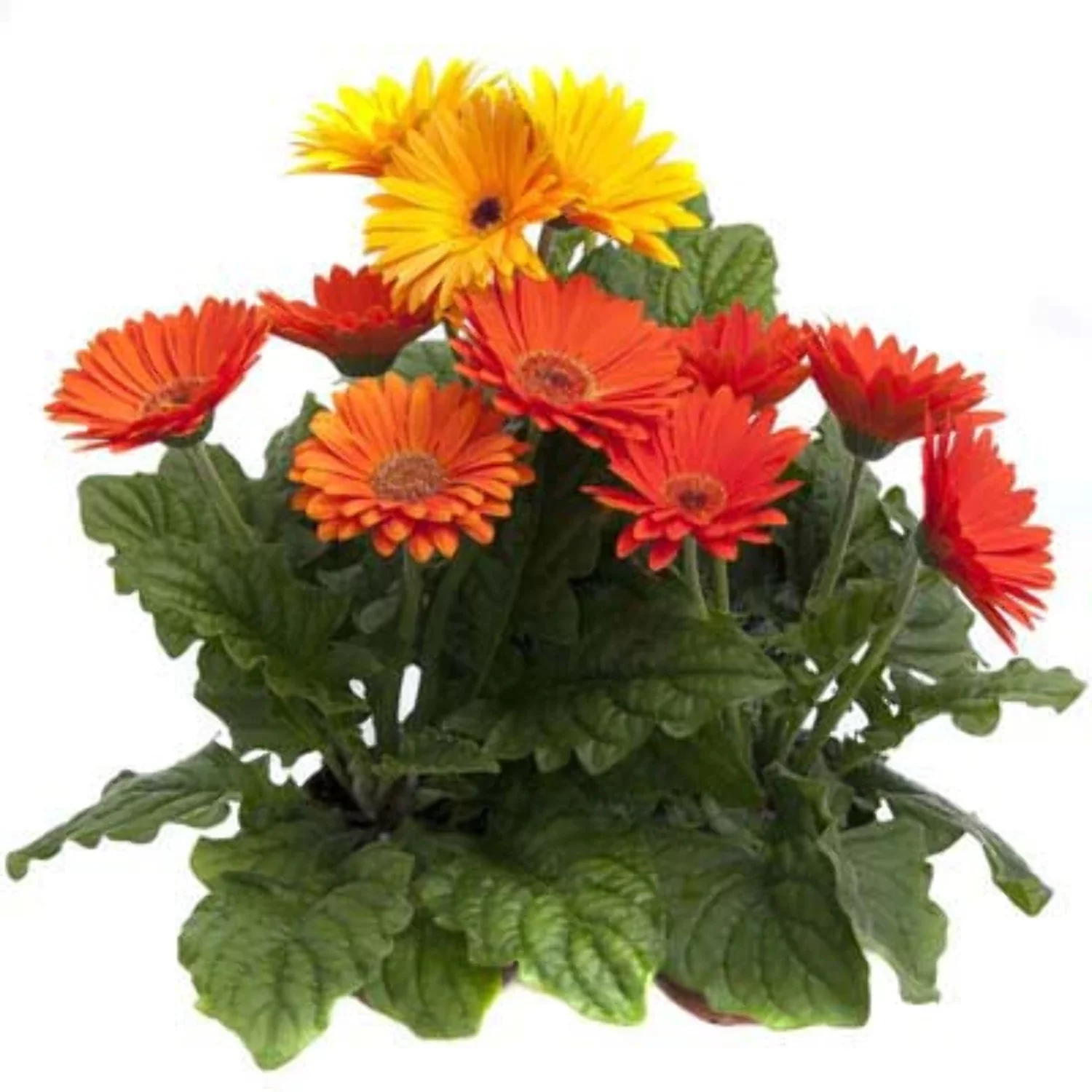 Gerbera Majorette Mix F1 Seed