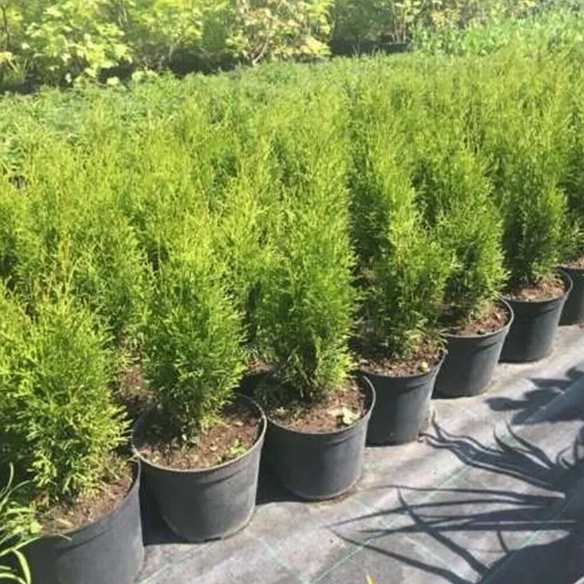 WSYW 3 Gallon Plastic Plant Flower Pot Nursery Garden Seed Containers 5 Pack