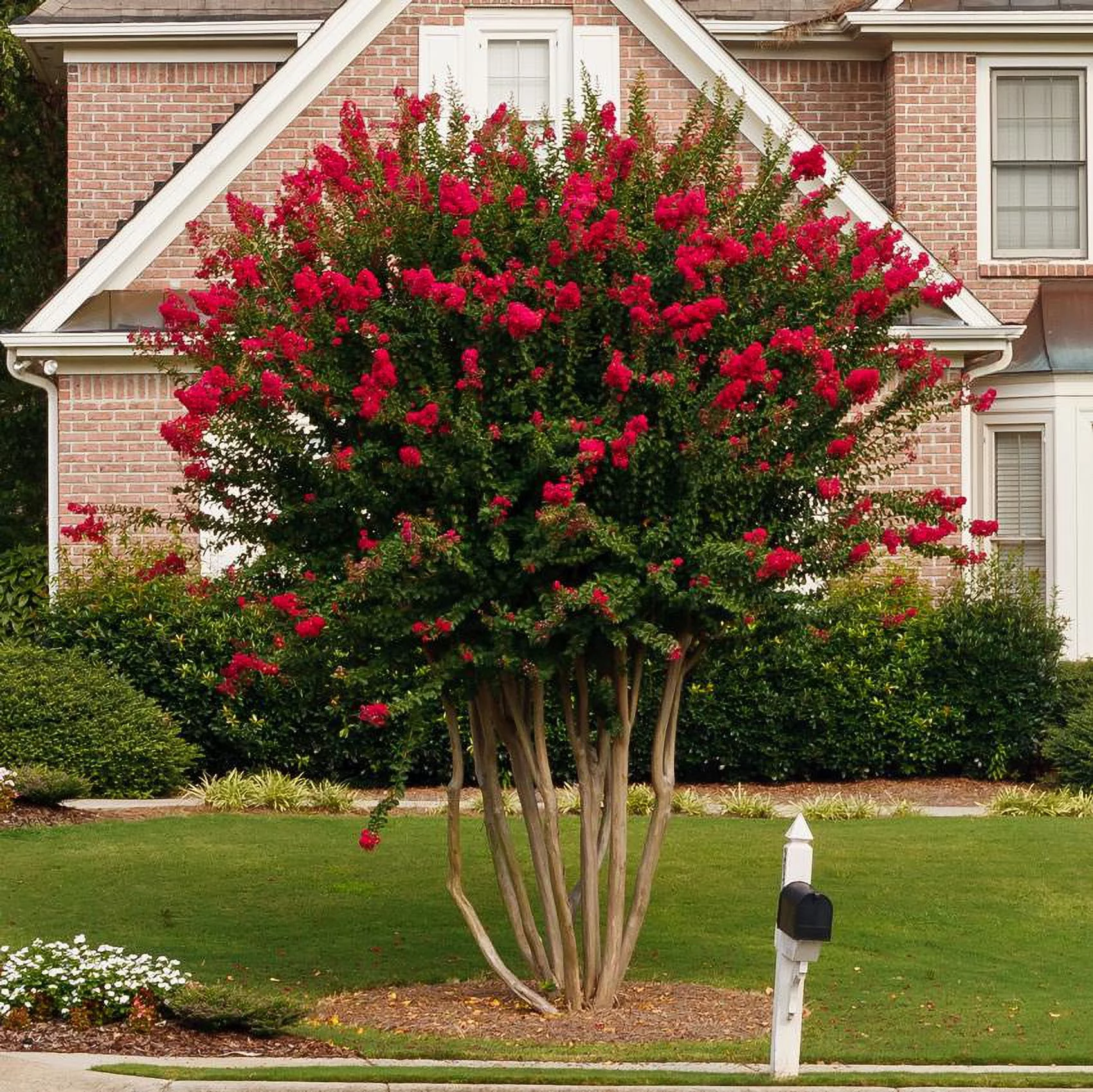 Dynamite Crape Myrtle Tree