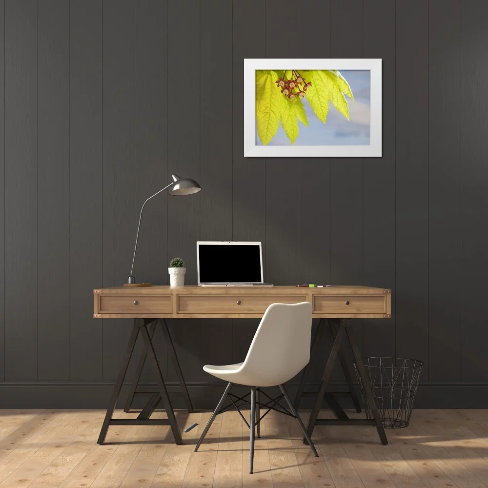 Paulson, Don 32x23 White Modern Wood Framed Museum Art Print Titled - Washington, Seabeck Flowering vine maple leaf