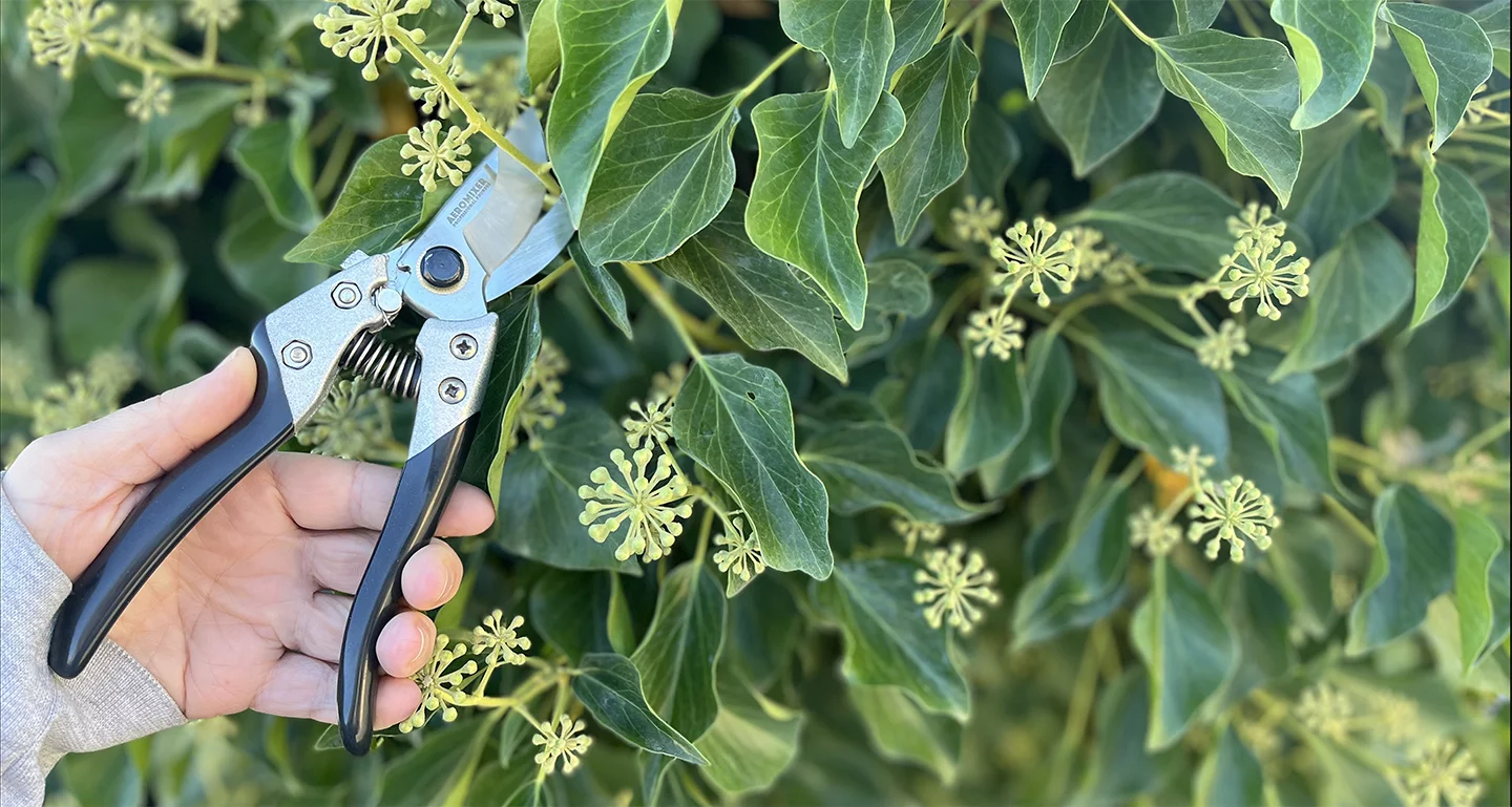 Aeromixer's Professional Pruners