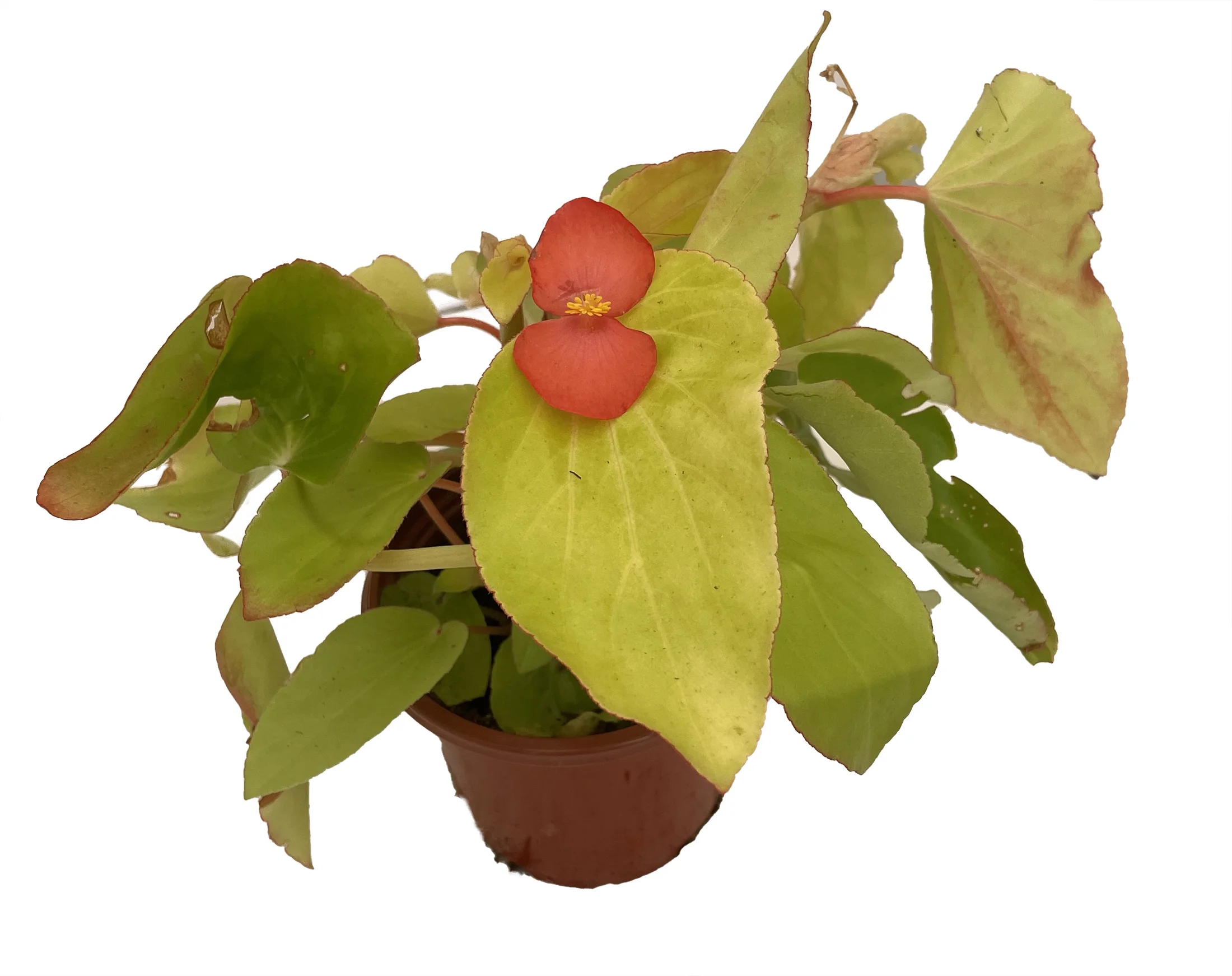 Canary Wings Begonia Plant - 4.5