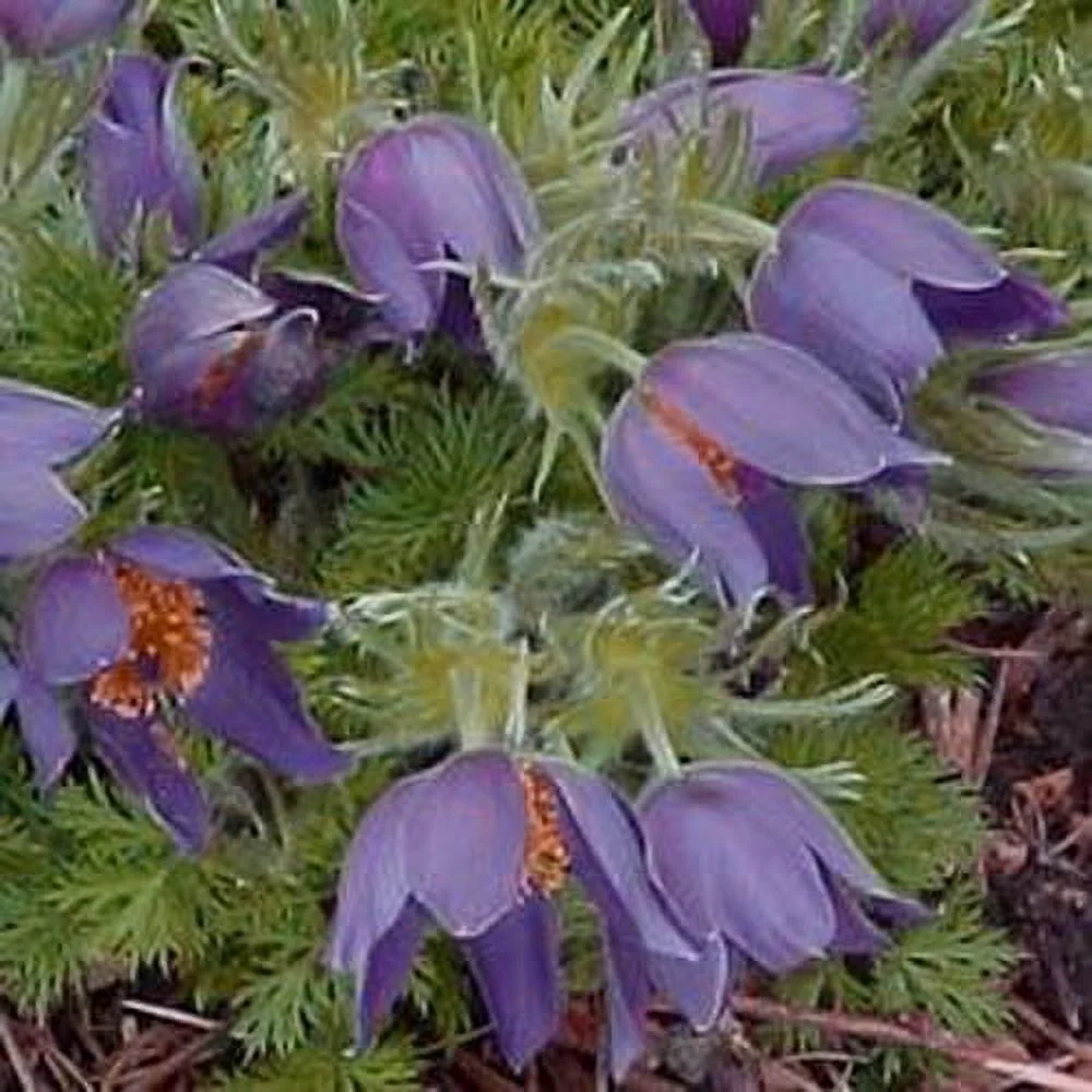 Outsidepride Anemone Pulsatilla Violet Flower Seed - 1000 Seeds