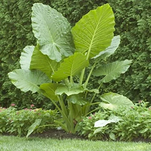 Live Colocasia Esculenta Elephant Ear Taro Gabi Kalo Eddo Bulbs,Elephant Ear Plant Bulbs