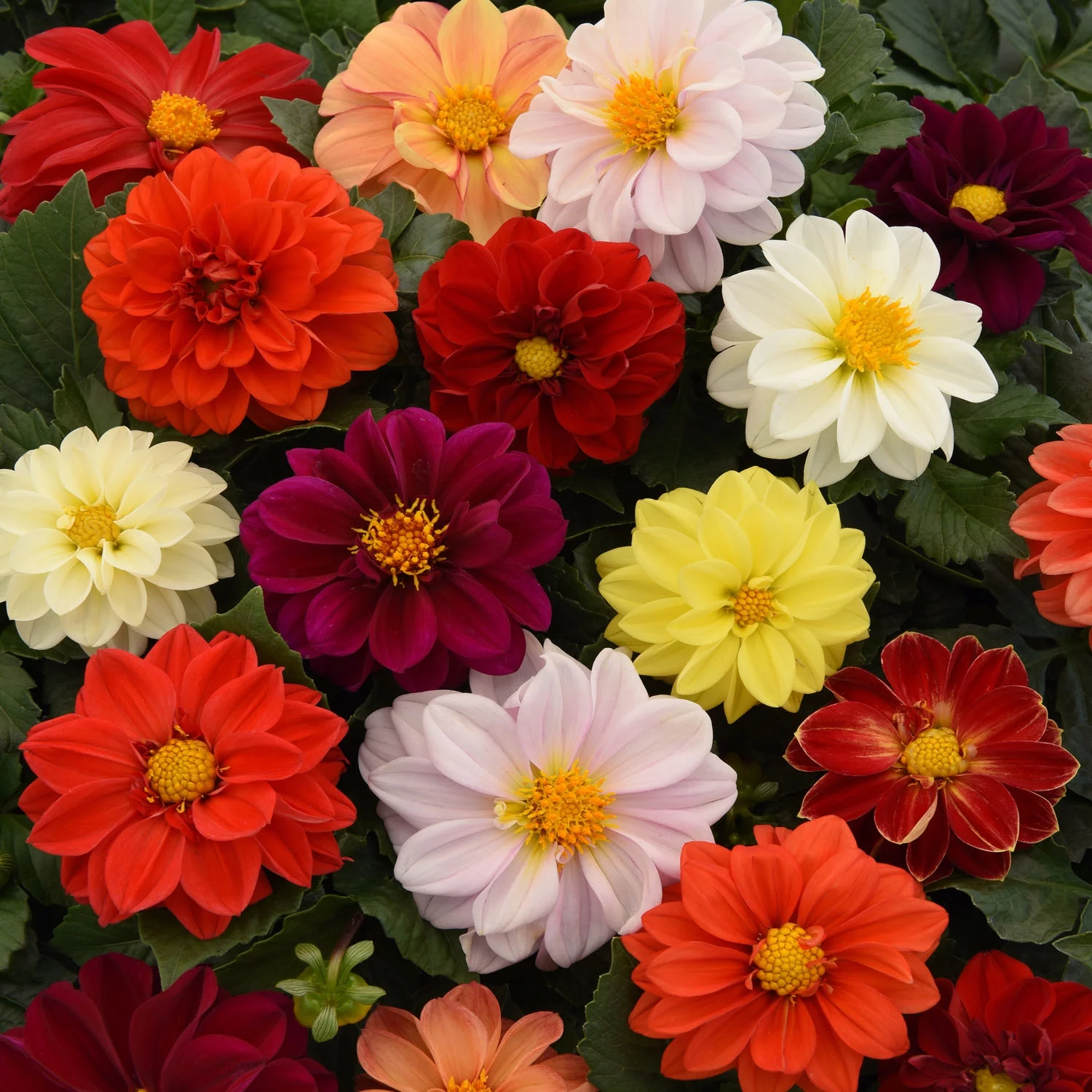 Dahlia x Hybrida Figaro Flower Seed MIx - 100 Seeds