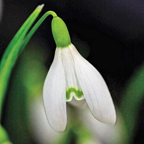 CHUXAY GARDEN Galanthus-Snowdrop 200 Seeds Hardy Flowering Plant Striking Landscaping Plant Grows in Just Weeks