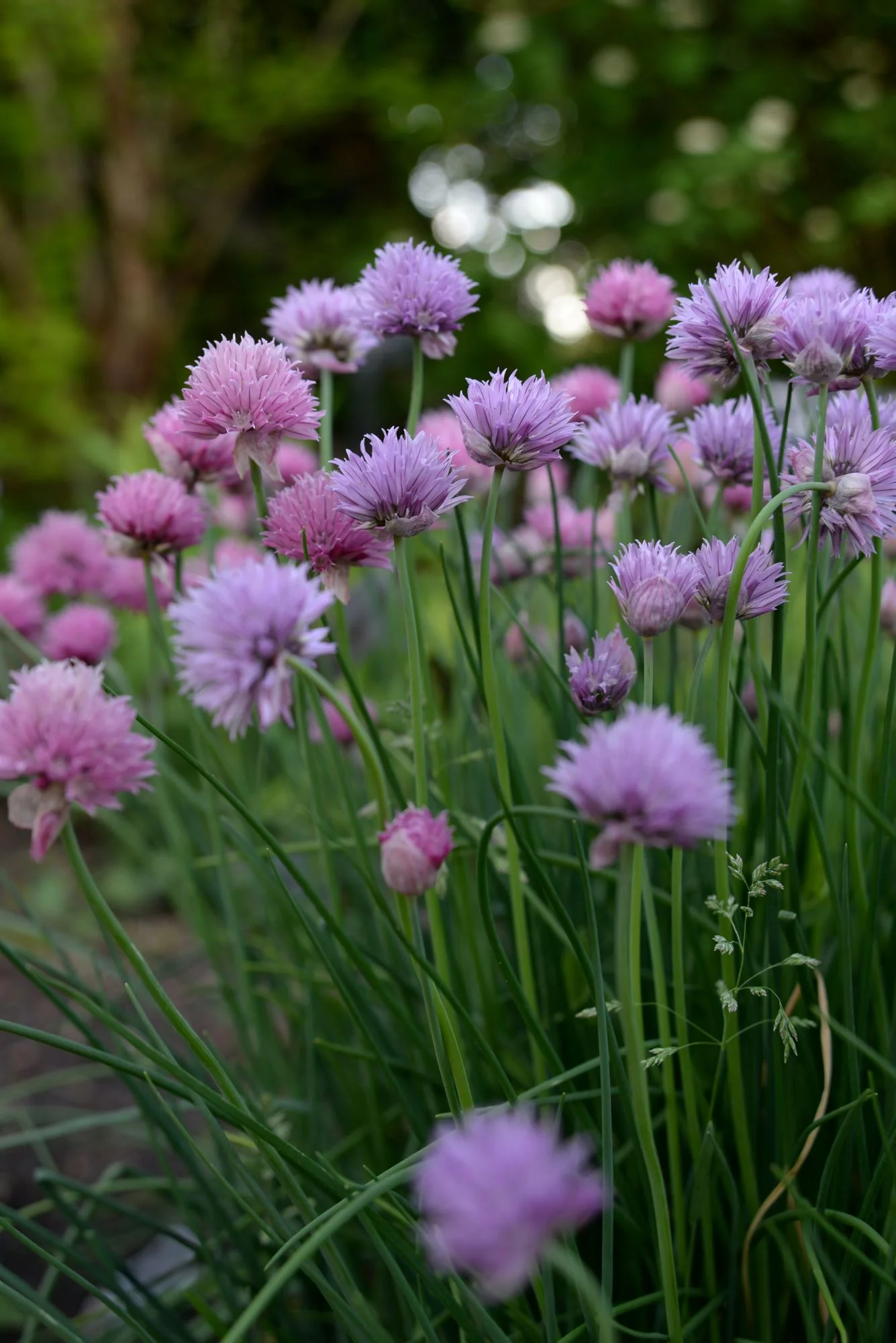Chives Herb Seeds/ Perennial/ Full Sun/96K Seeds 1/4 LB/ Zellajake Farm and Garden - B201