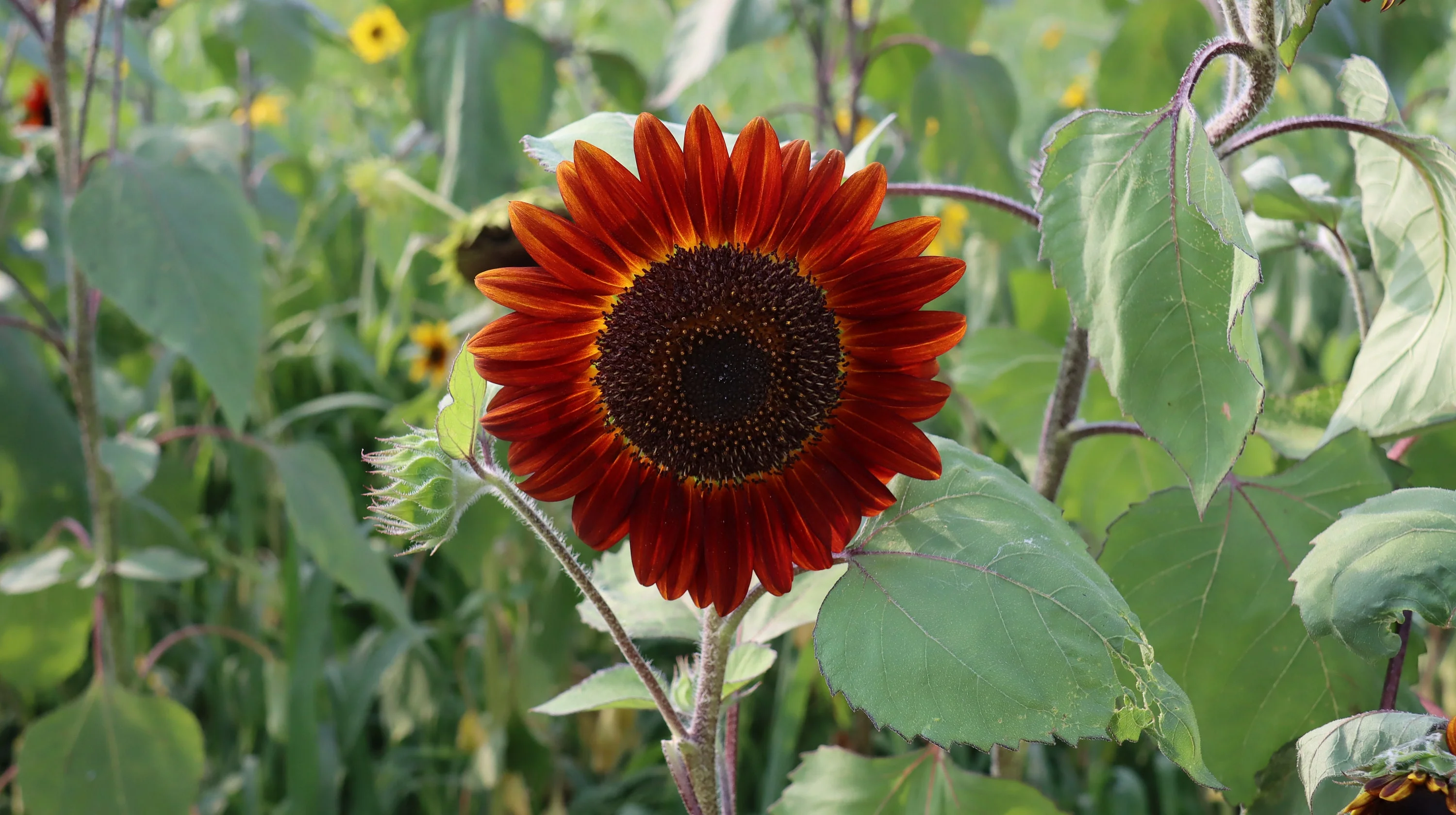 Procut Red Sunflower Autumn Cut Flowers Premium Seeds Packet