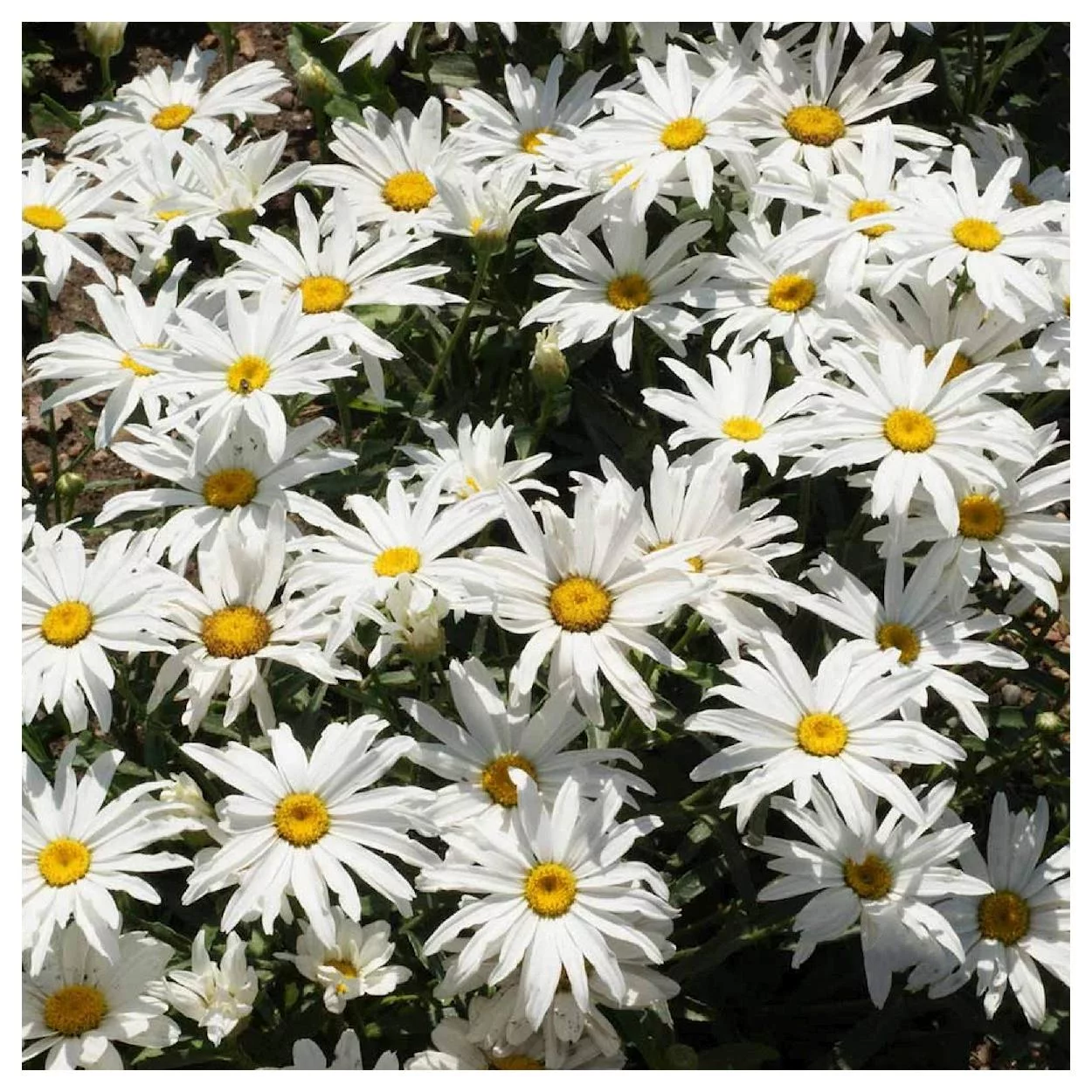 Everwilde Farms - 2000 Dwarf Shasta Daisy Garden Flower Seeds - Gold Vault Jumbo Bulk Seed Packet