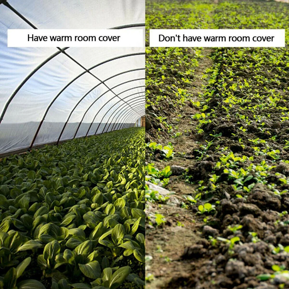 WSYW 6 Mil Clear Greenhouse Poly Film Plastic Sheeting 13-30ft Width x Various Length Control