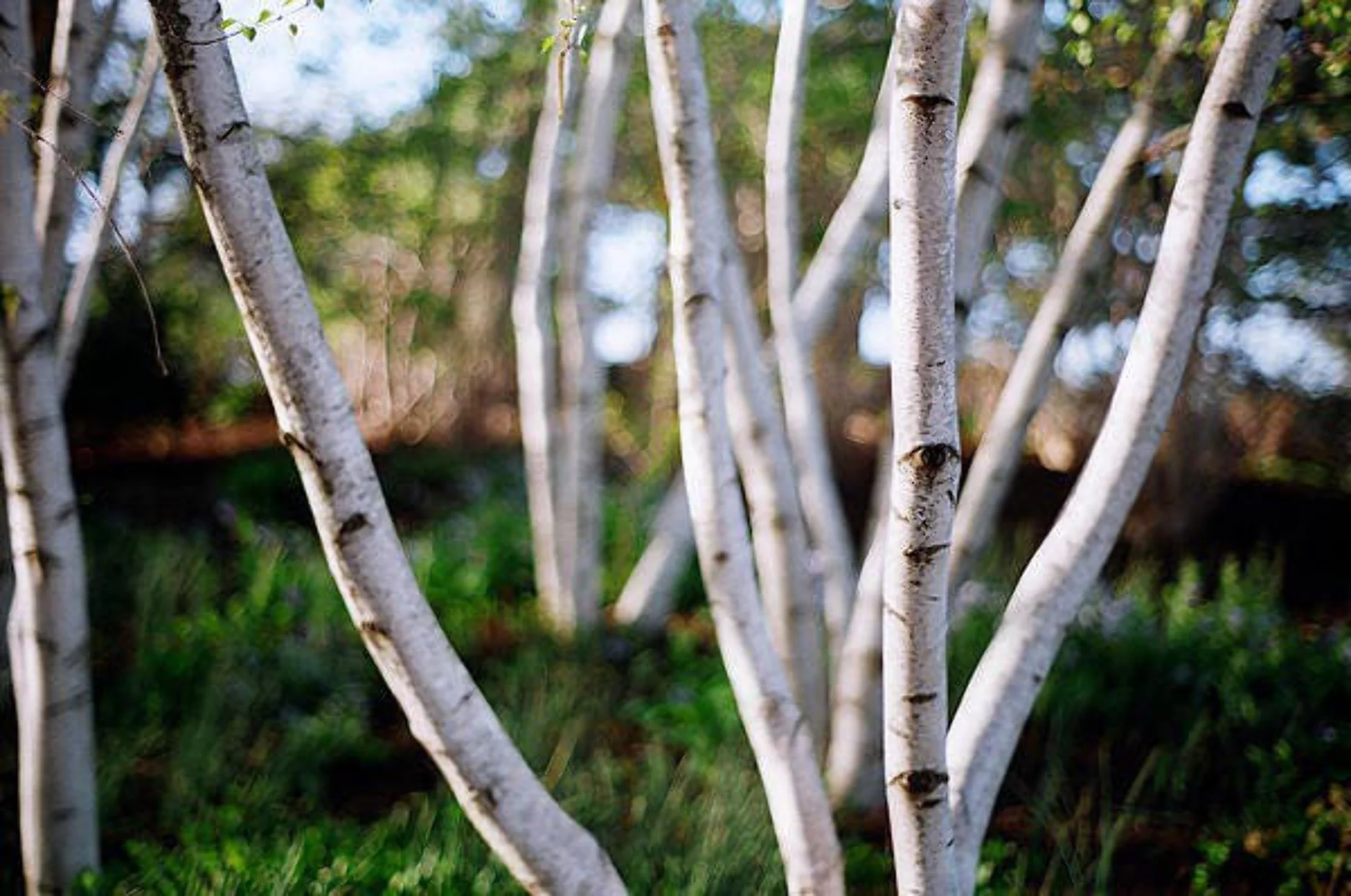 50 SILVER WEEPING BIRCH Tree White European Betula Pendula Alba Seeds
