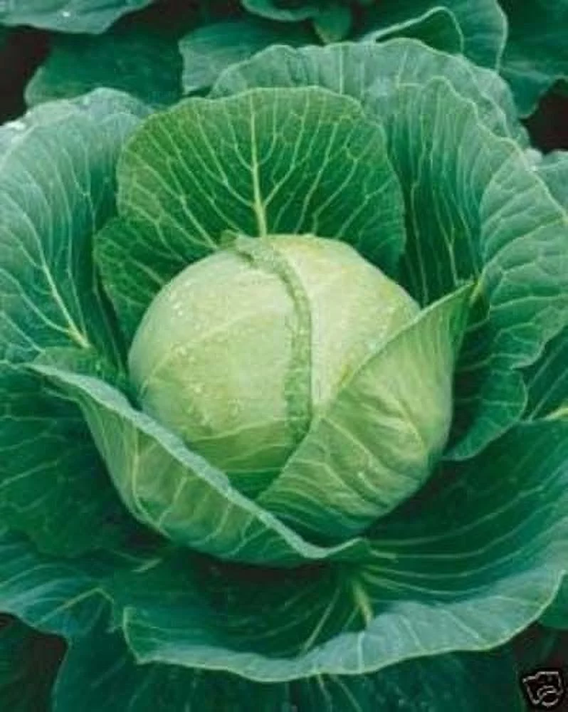 Cabbage Golden Acre Great Heirloom Vegetable 1,000 Seeds