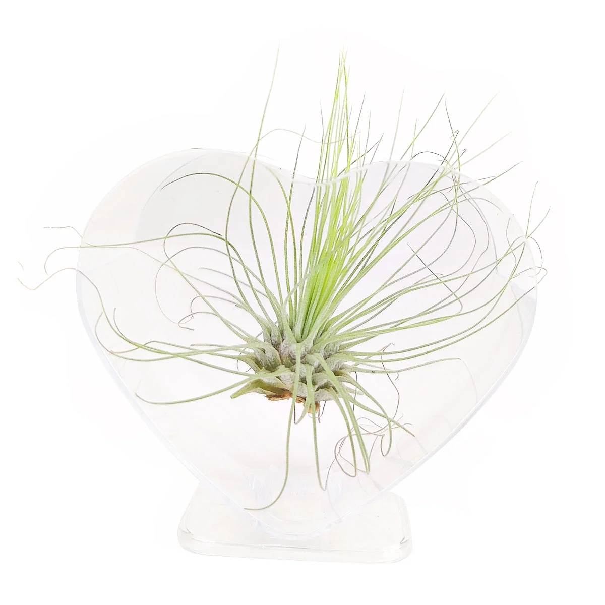 2.95 inch White Plastic Heart-Shaped Air Plant Holder - Air Planter Container with Stand