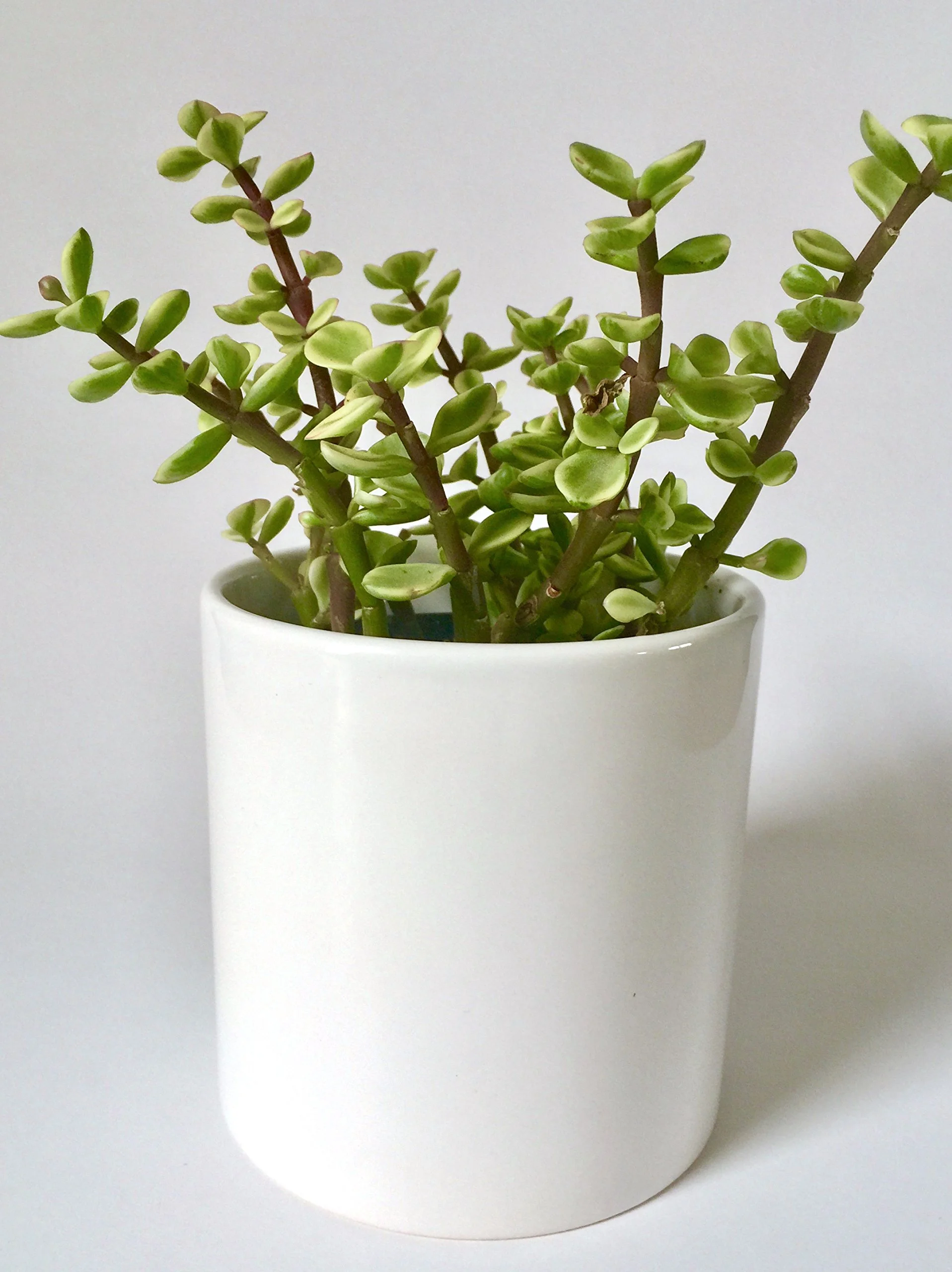 Ceramic White Planter Pot Ceramic Pot White Planter