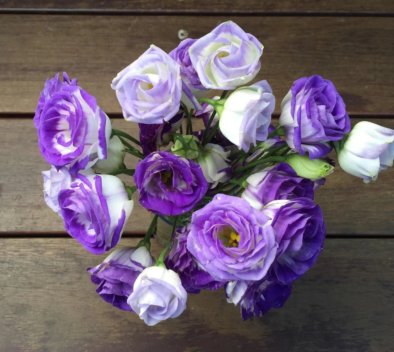 20 Purple and White Lisianthus Flower Seeds for Planting -Pelleted Seed
