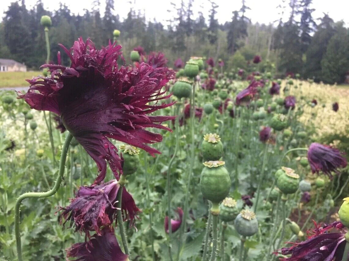 80+ POPPY BLACK SWAN PAPAVER Annual Deer and Rabbit Resistant