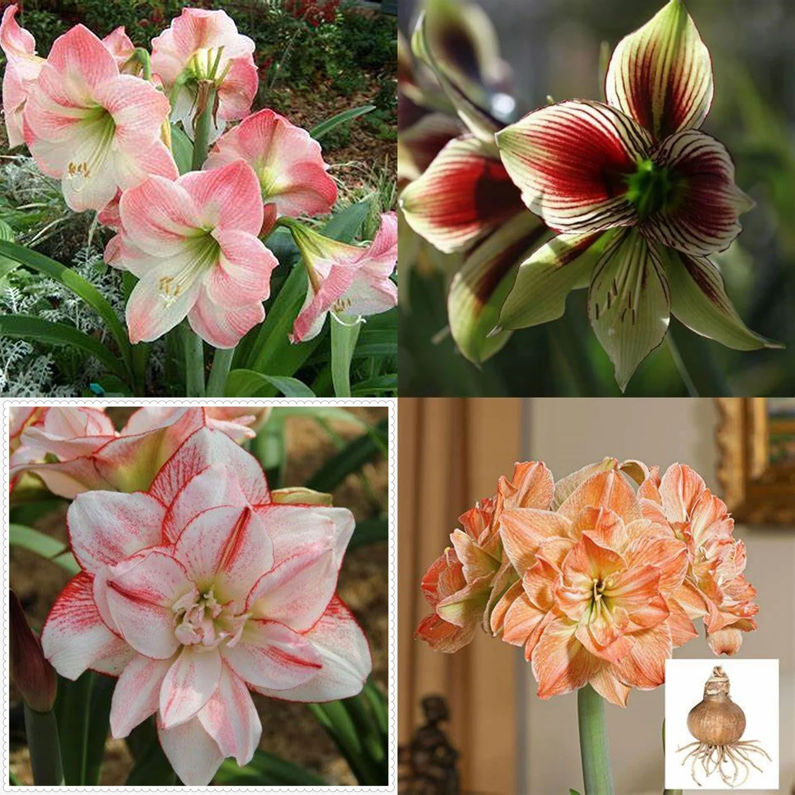 Amaryllis Bulbs For Planting,Amarillos,Amaryllis Bulbs,Amaryllis Pots,Amaryllis Plants For Sale,Amaryllis Belladonna Bulbs,Iridescent,Beautify Environment,Amaryllis Belladonna.