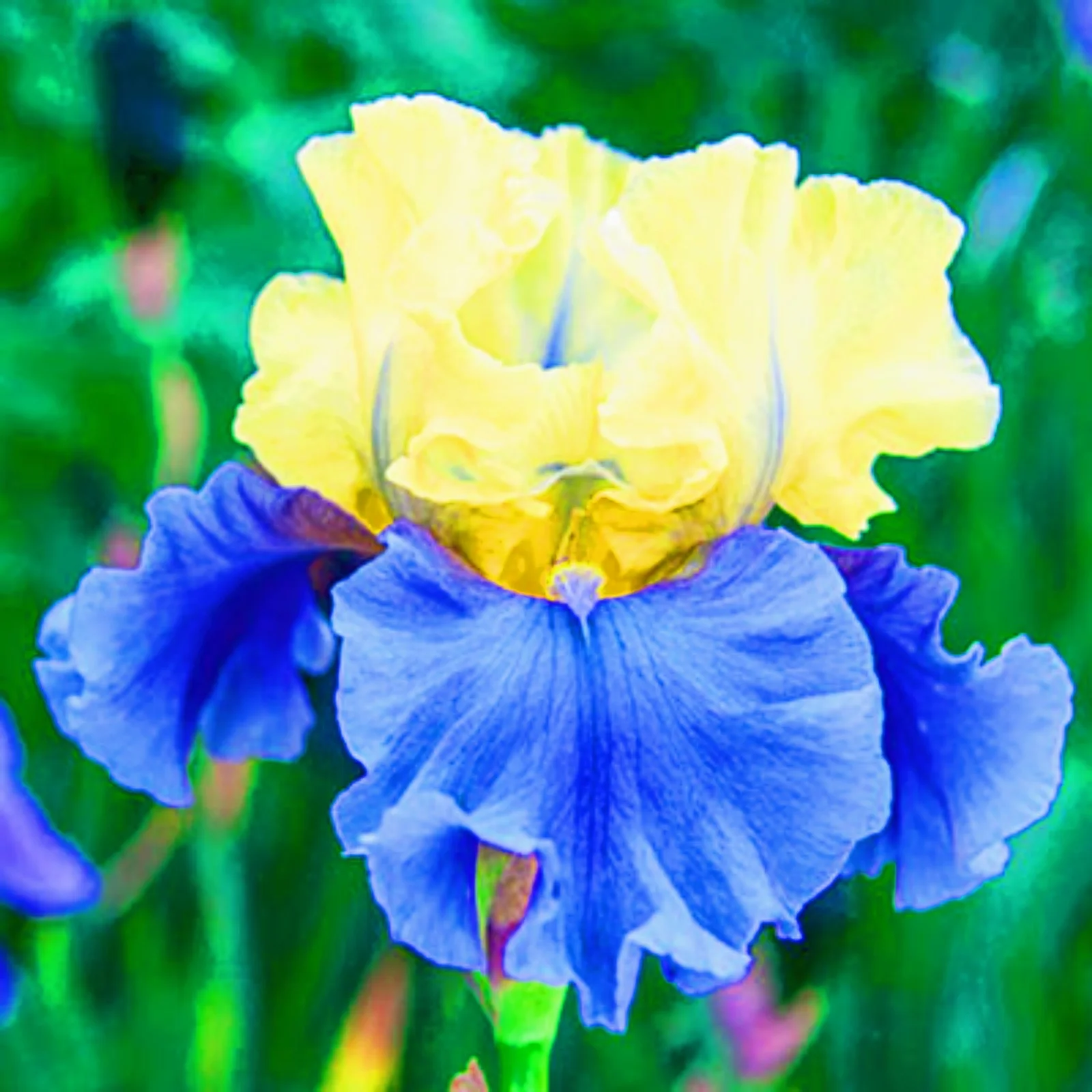 Bearded Iris Bulbs Iris Bulbs For Planting Bulk Iris Roots For Planting Iris Plants Iris Bulbs For Planting Cut Flowers Suitable For Various Decorations