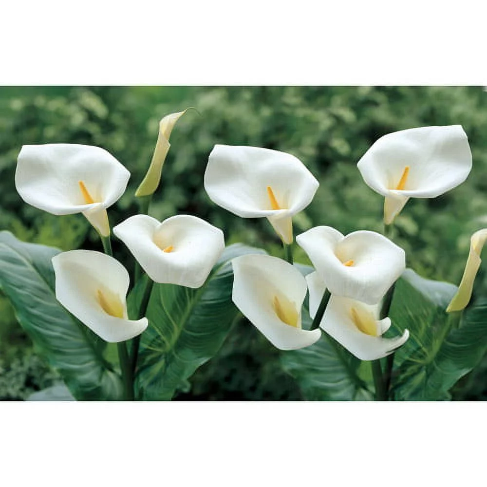 Bloomsz Marginal Bog Water Plant Calla Aethiopica, Root / Flower Bulb