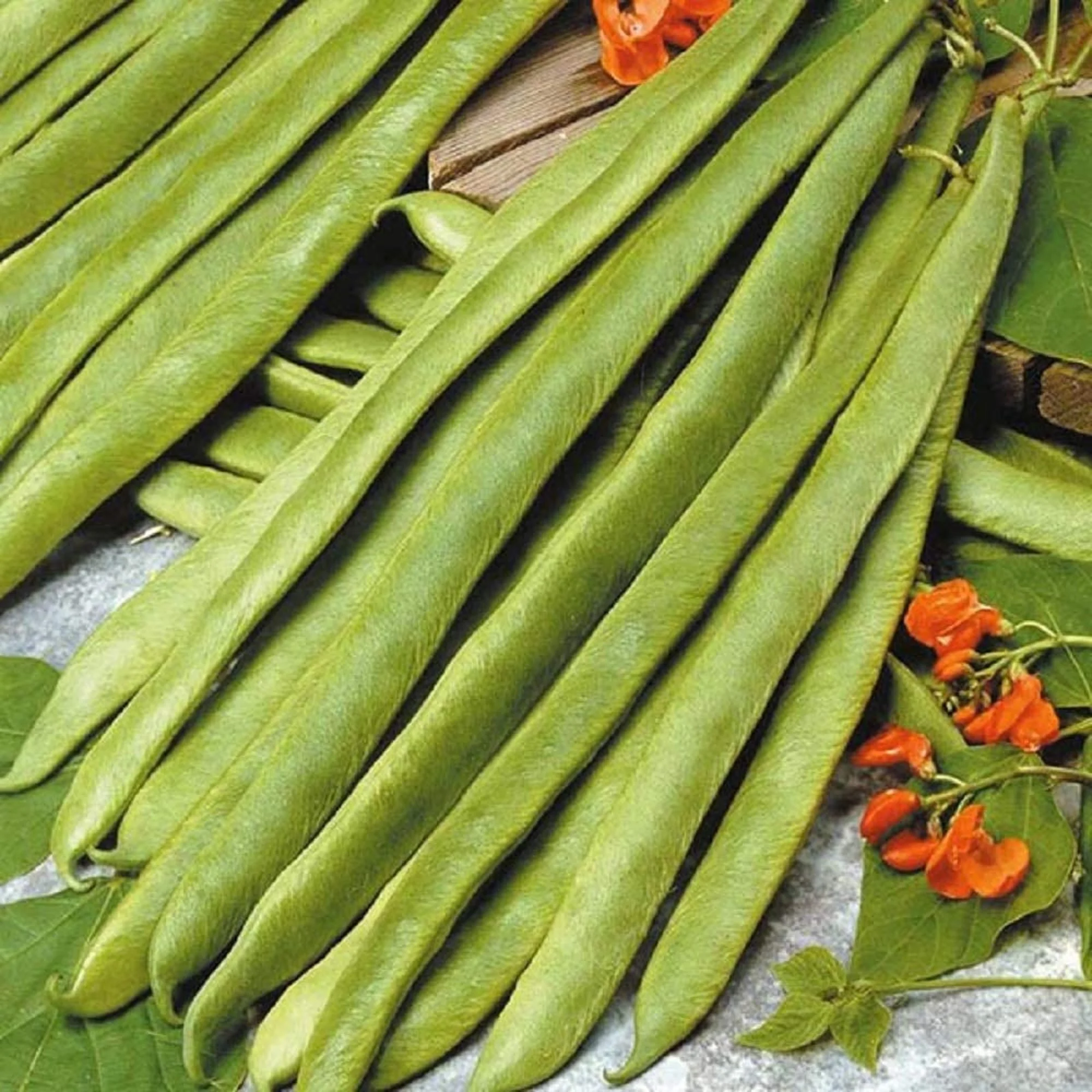 Scarlet Runner Bean Seeds - 500 Count Seed Pack - Non-GMO - A Fast Growing Annual That is a Good Choice for Edible Landscaping. - Country Creek LLC