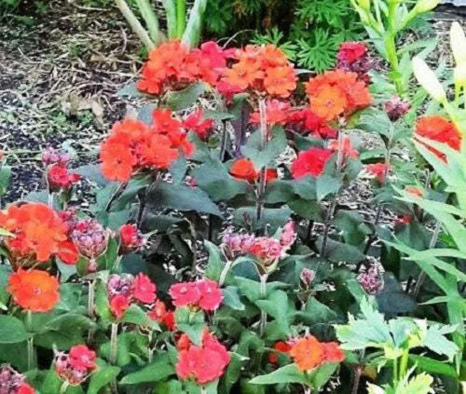 25 VESUVIUS CAMPION Red Orange Lychnis Arkwrightii Catchfly Flower Seeds