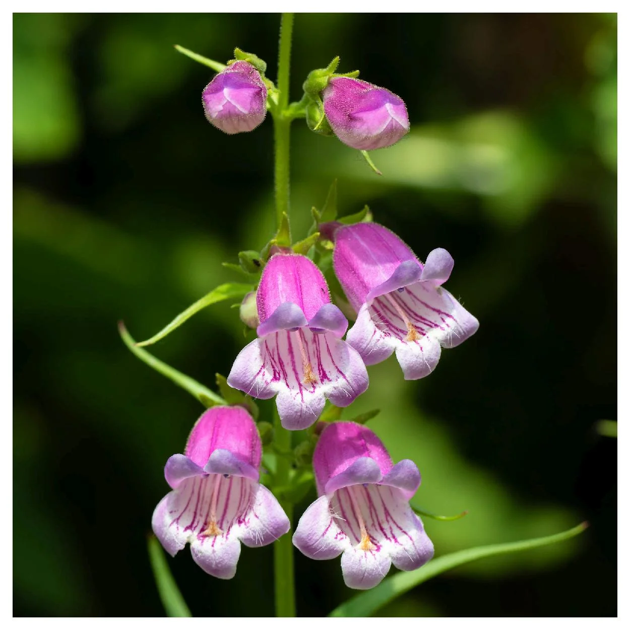 Everwilde Farms - 125 Showy Beardtongue Native Wildflower Seeds - Gold Vault Jumbo Bulk Seed Packet