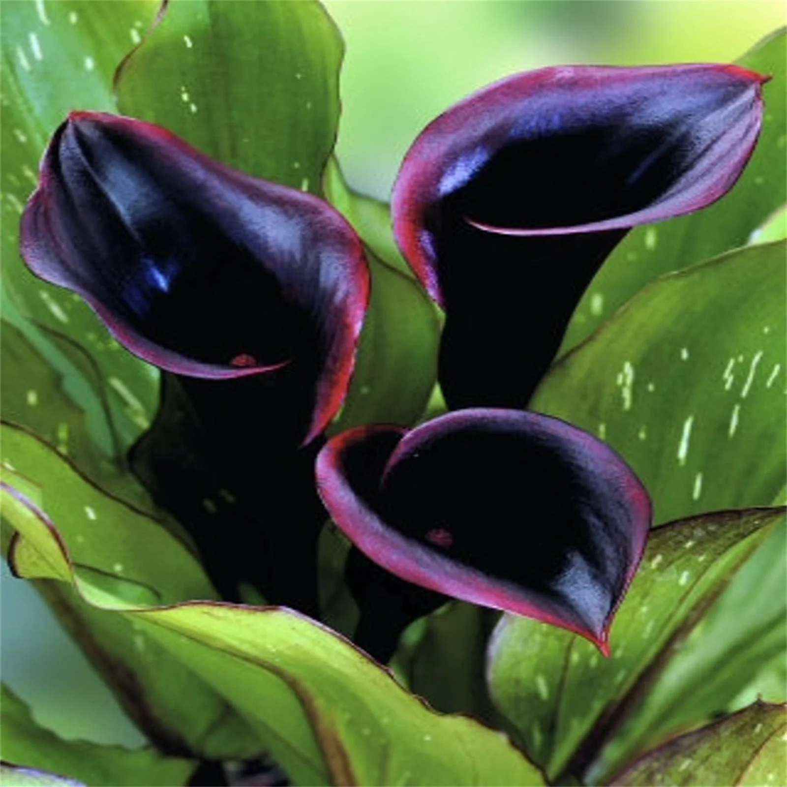 Calla Lily Bulbs, Calla Lily Bulbs, Suitable For Flower Arrangements, Easy To Care For, Calla Lily Bulbs For Planting, The Flowers Are Large Calla Lily Plants,Bulb Flowers, Calla Lily Plant,