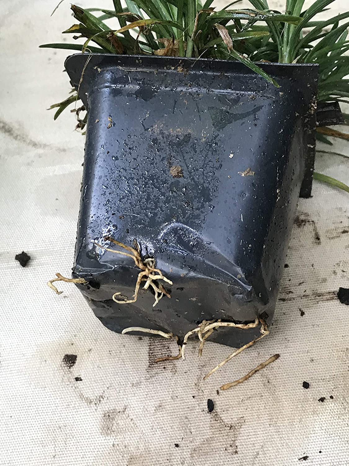 Dwarf Mondo Grass (Ophiopogon japonicus 'Nana') 18 Count Flat, 3.5