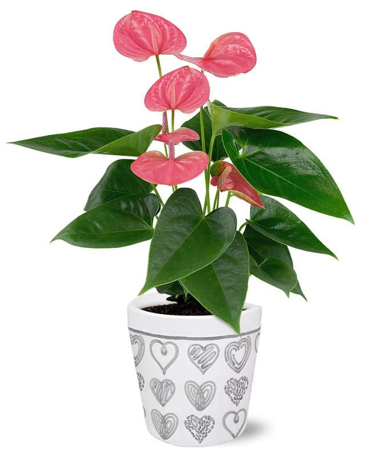 From You Flowers - My Heart is Yours Potted Pink Anthurium for Birthday, Anniversary, Get Well, Congratulations, Thank You
