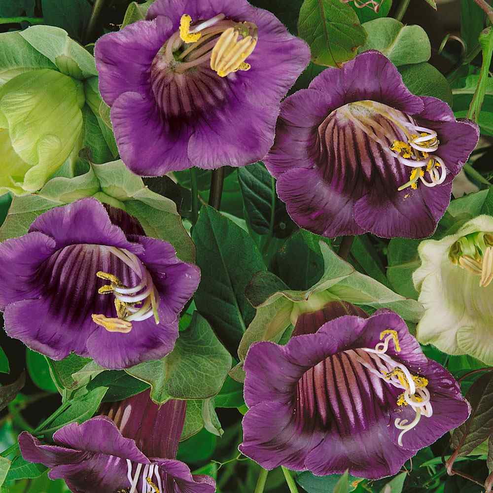 Cobaea Scandens Violet Cup & Saucer Vine Flower Seeds - 200 Seeds