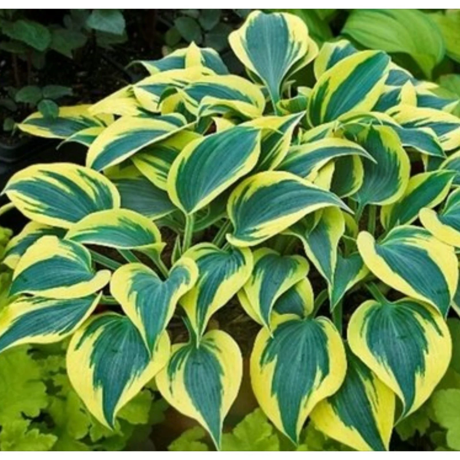Hosta Bulbs For Planting Perennial,Hosta Plants Bulbs,Hosta Plants Outdoor,Beautify Environment,Hosta Bulbs In Pots,Hosta Plants For Sale.