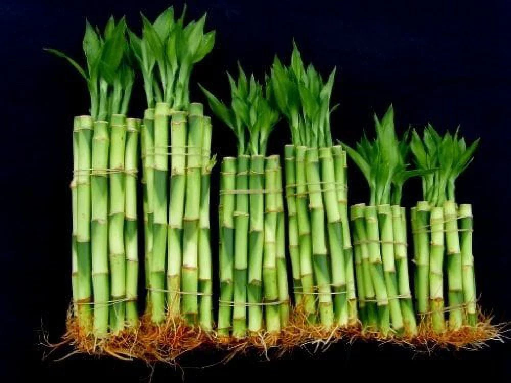 60 Stalks of Straight Lucky Bamboo (4