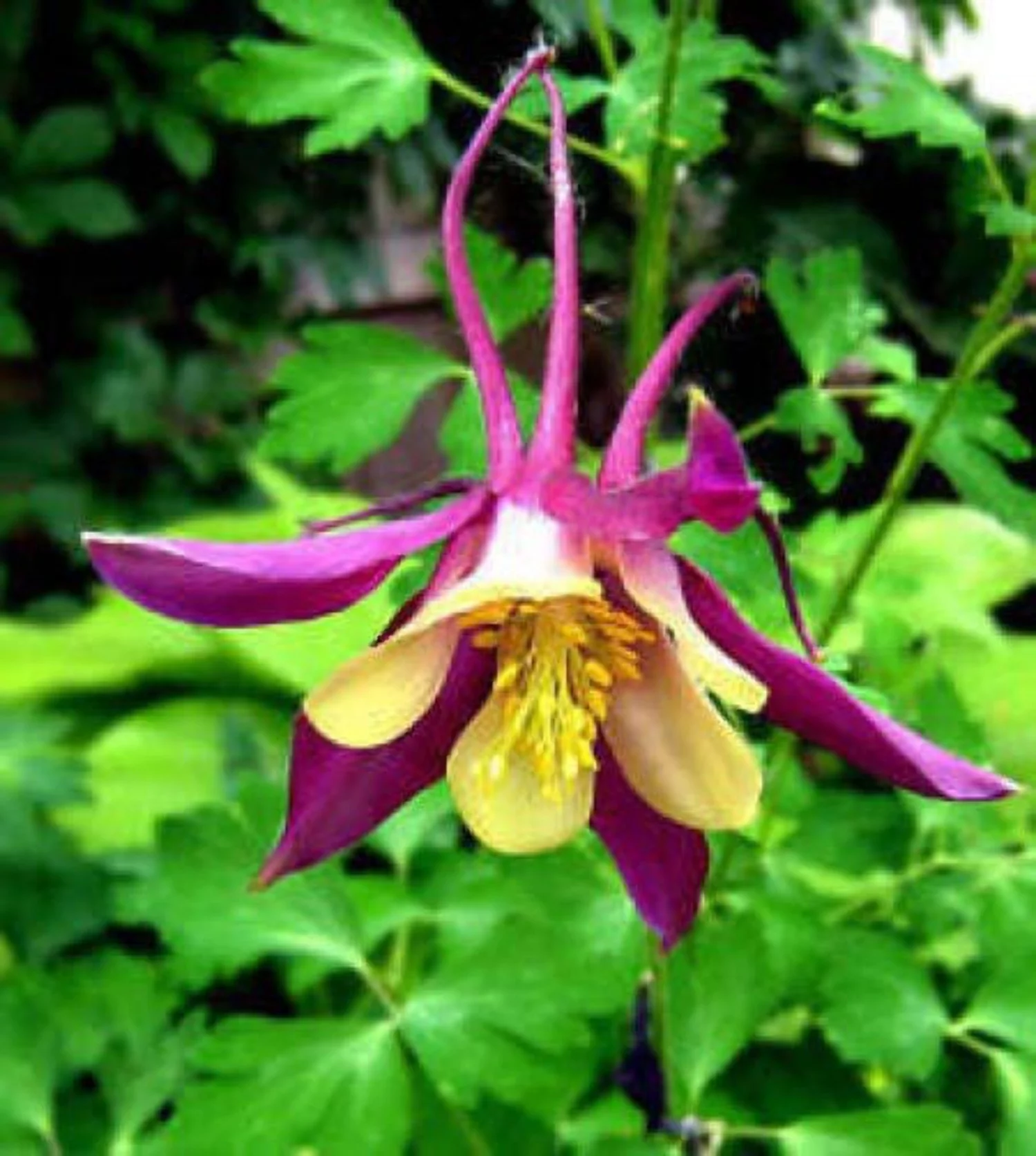 50 Mixed Colors MCKANAS GIANT COLUMBINE Aquilegia Vulgaris Flower Seeds