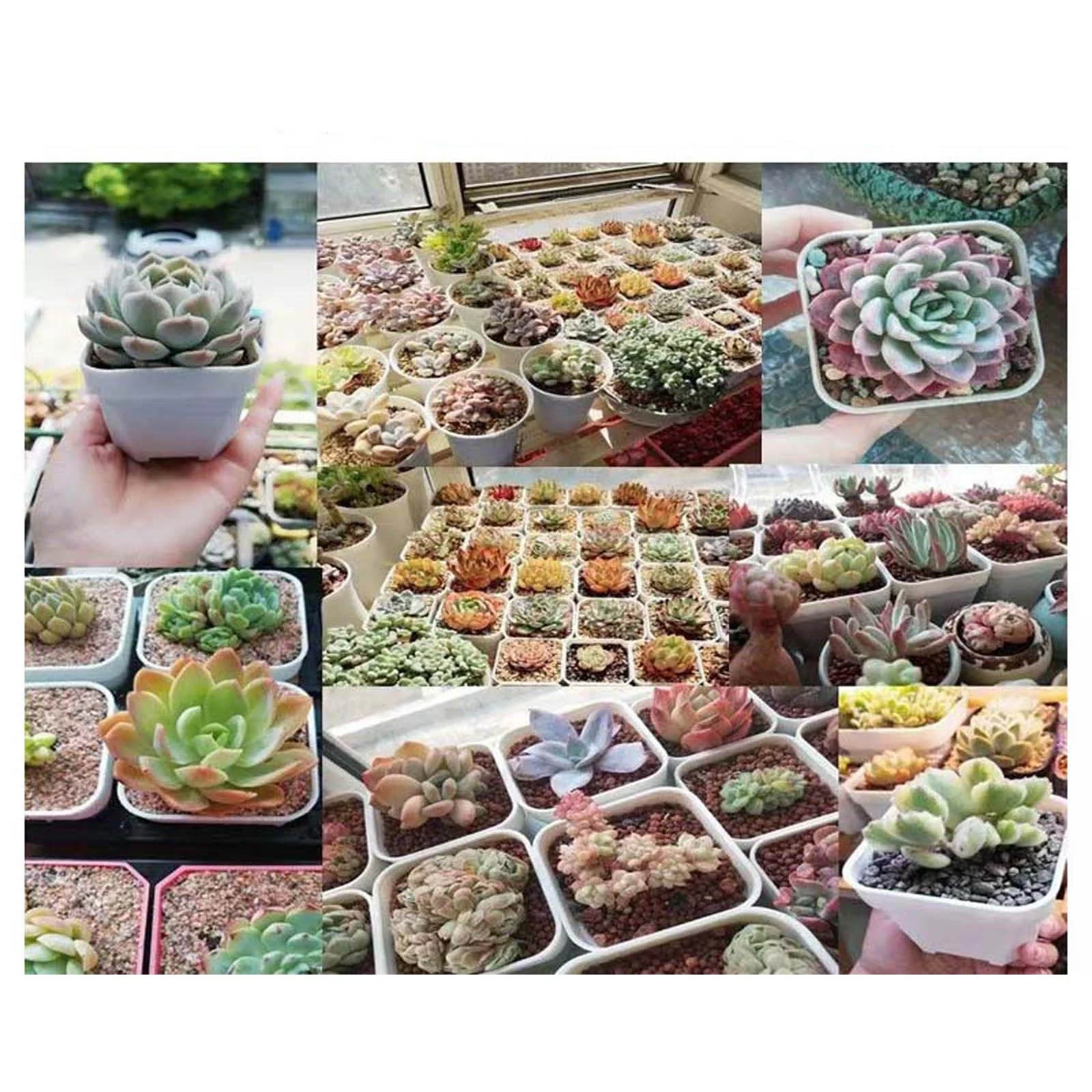 Flower Pot Stand Succulent Thickened Pot Sowing Seedling Basin Resin Square Basin