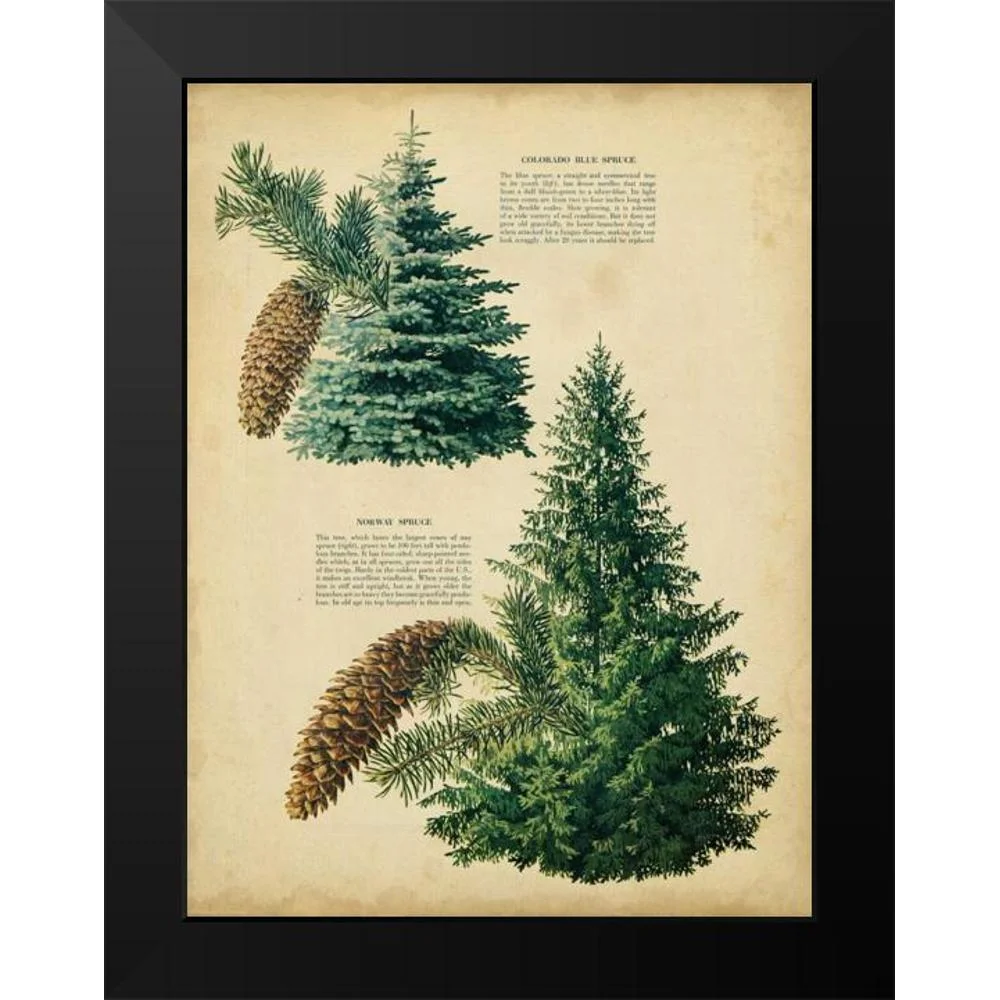 Unknown 12x14 Black Modern Framed Museum Art Print Titled - Colorado Blue Spruce and Norway Spruce