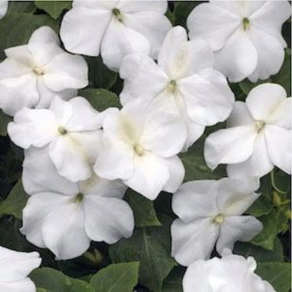 Outsidepride Impatiens Baby White - 2000 Seeds