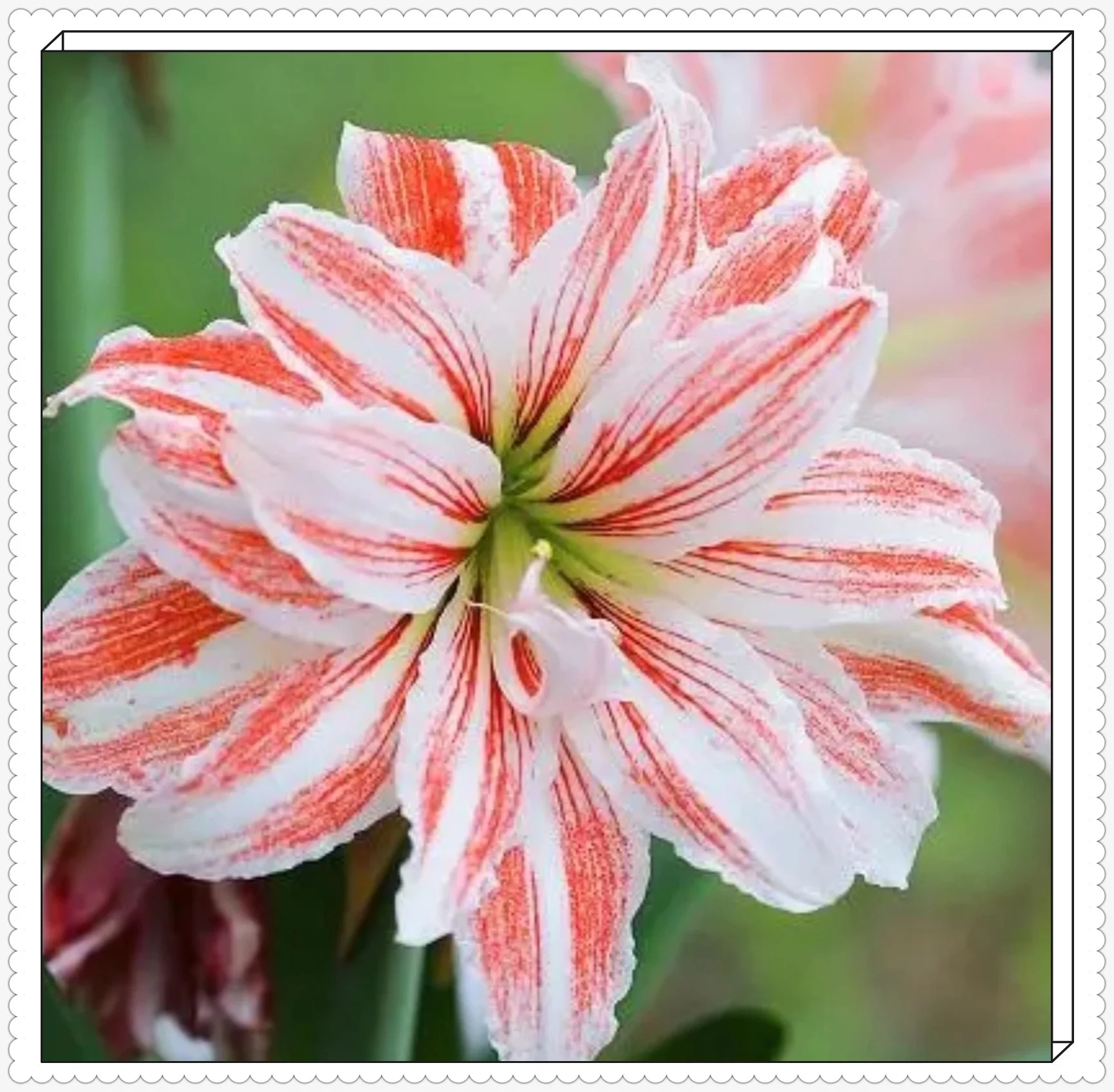 Amaryllis Plant Bulbs For Sale Amaryllis Bulbs For Planting Amaryllis Bulbs Bulk Amaryllis Bulbs For Sale Simple Planting