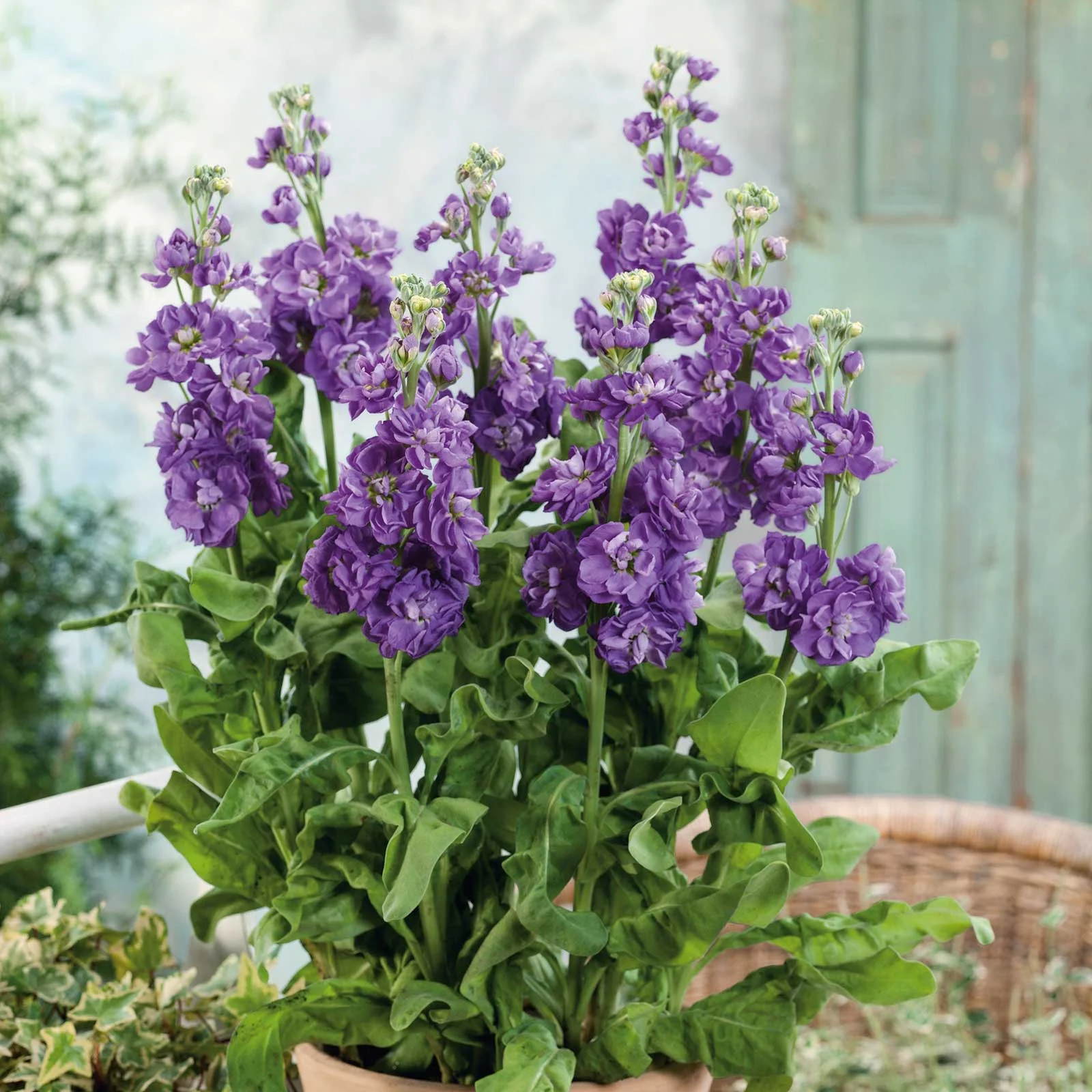 Stock Seeds - Miracle Blue Mid - Packet - Purple Flower Seeds,  Open Pollinated Seed  Attracts Bees, Attracts Butterflies, Attracts Pollinators, Easy to Grow & Maintain, Fast Growing, Fragrant